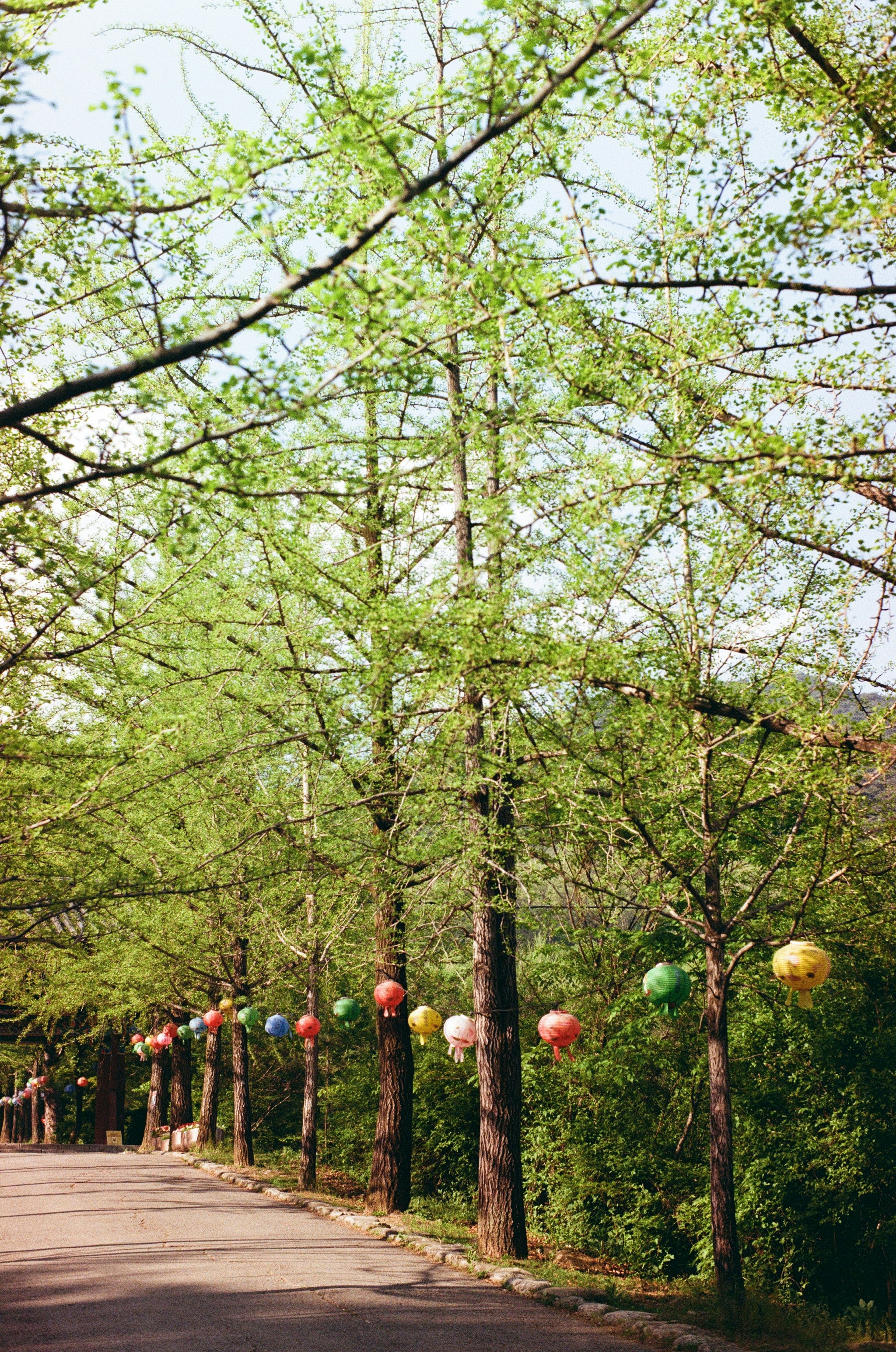 Trees line a road with hanging colorful lanterns.