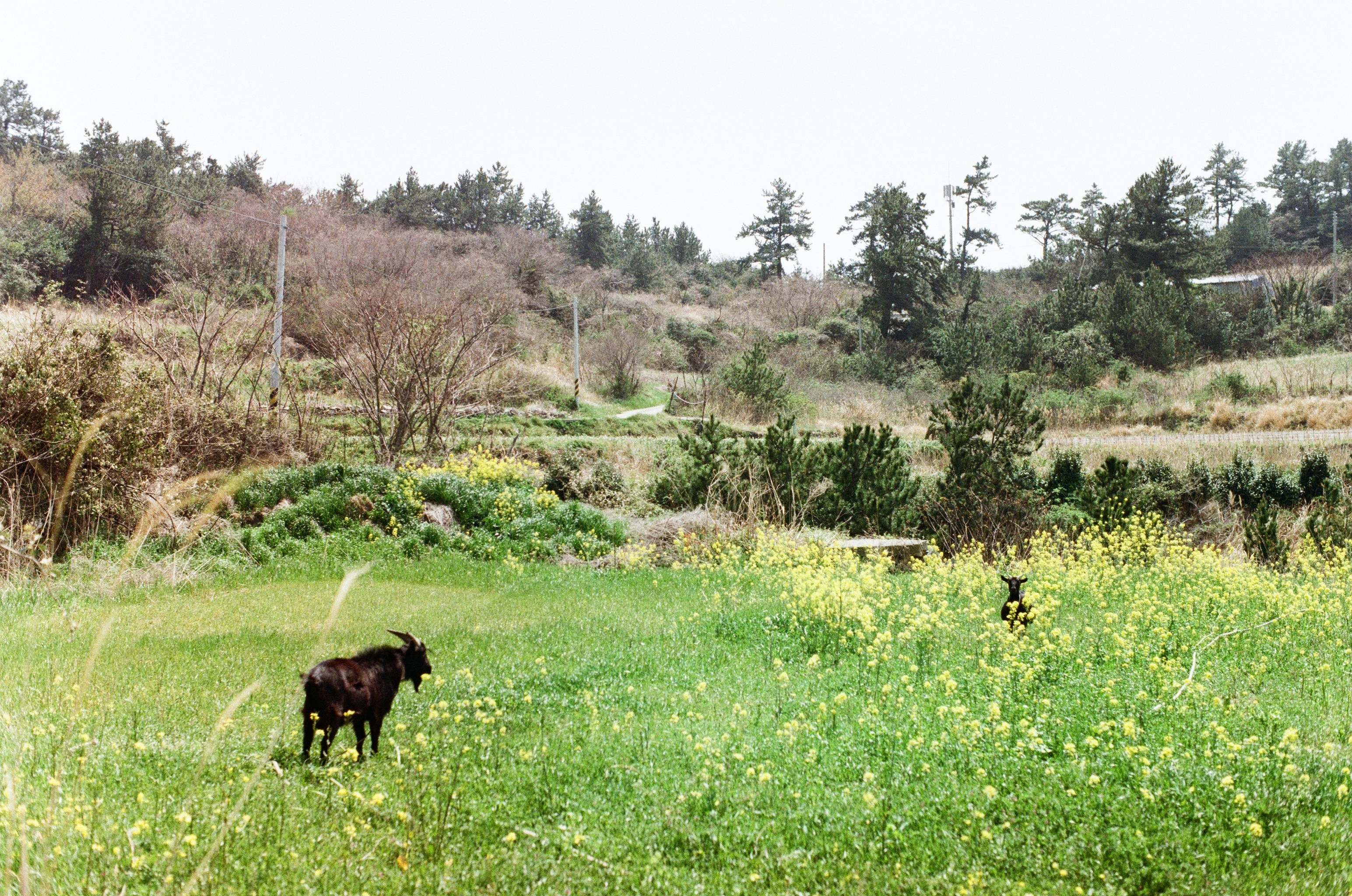A goat grazes in a field with yellow flowers.
