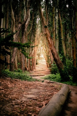 A winding path leads into a beautiful forest.