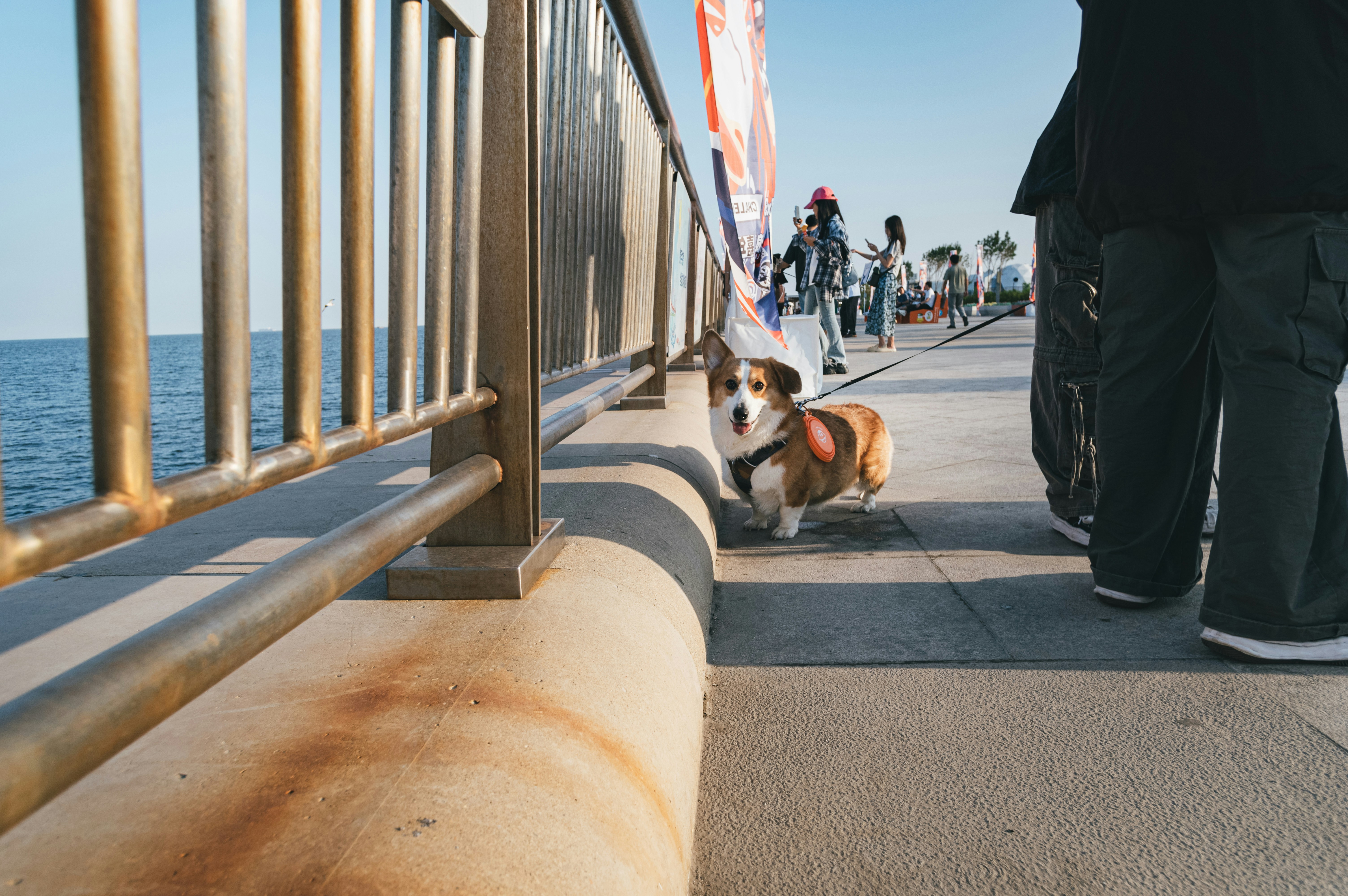 桟橋の上を歩くコーギー犬。の写真 – Unsplashの動物の無料画像