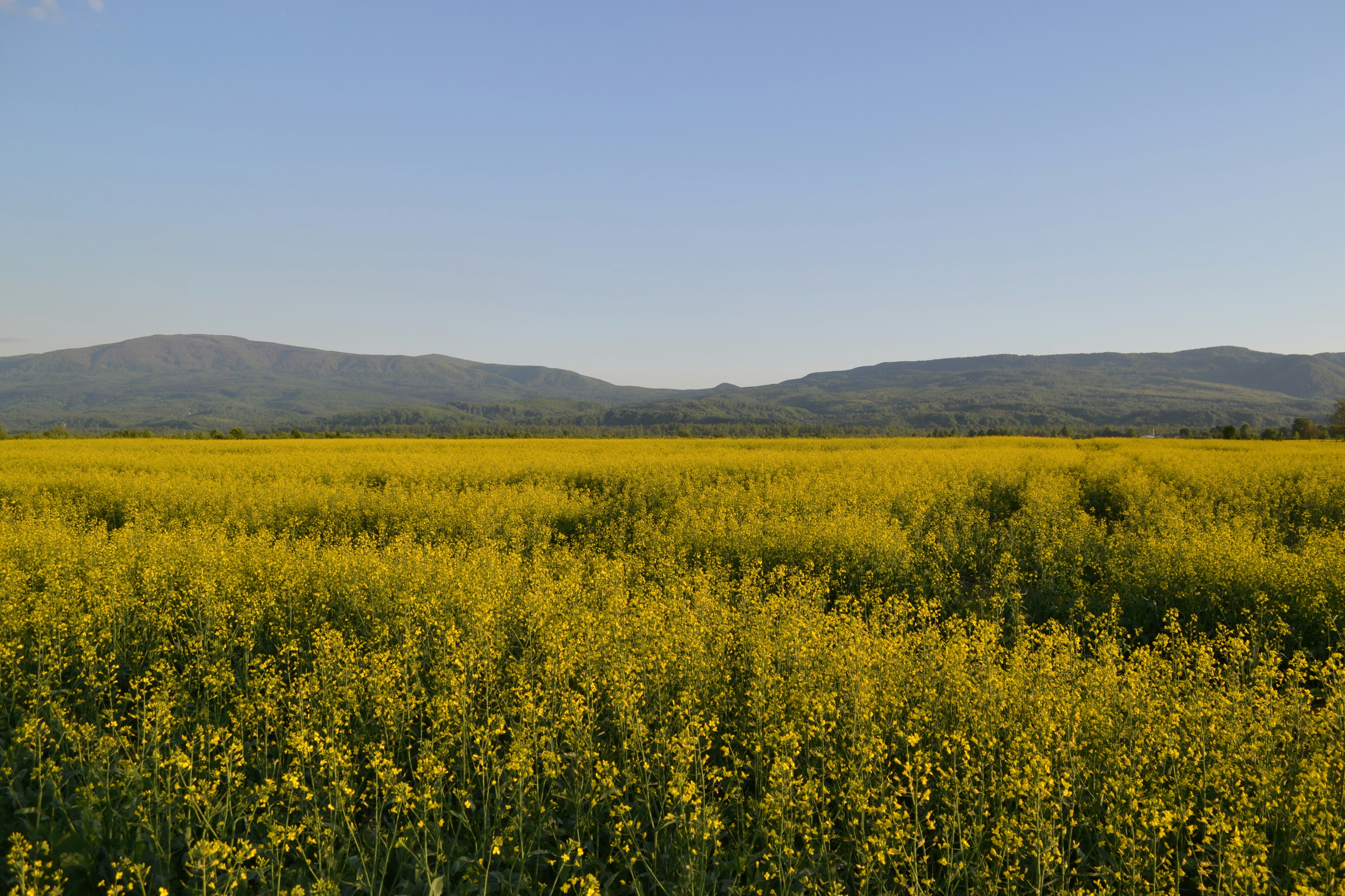 Yellow field blooms with mountains in the distance.