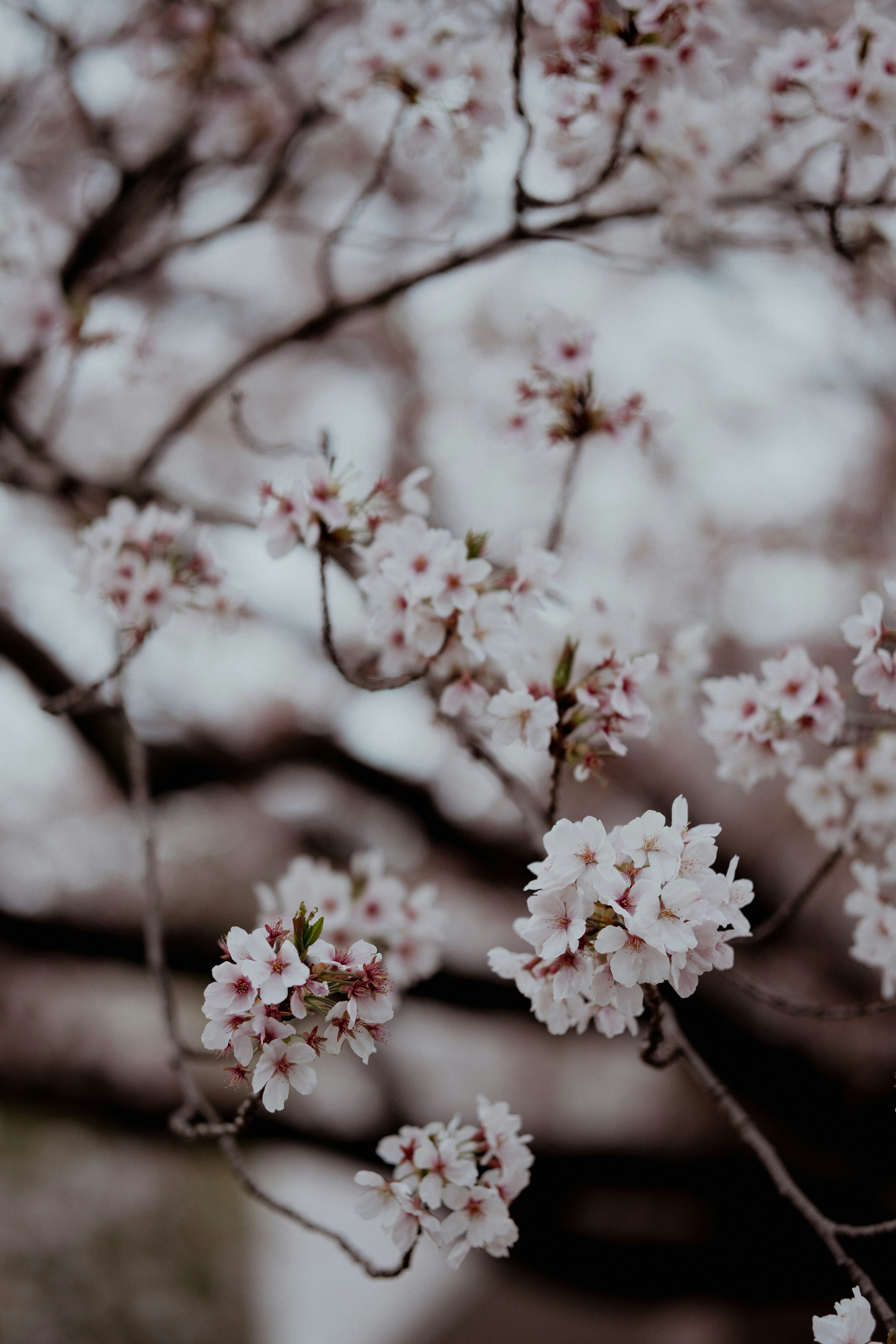 Cherry blossoms bloom on branches. photo – Free Flower Image on Unsplash, image size:3000x4500