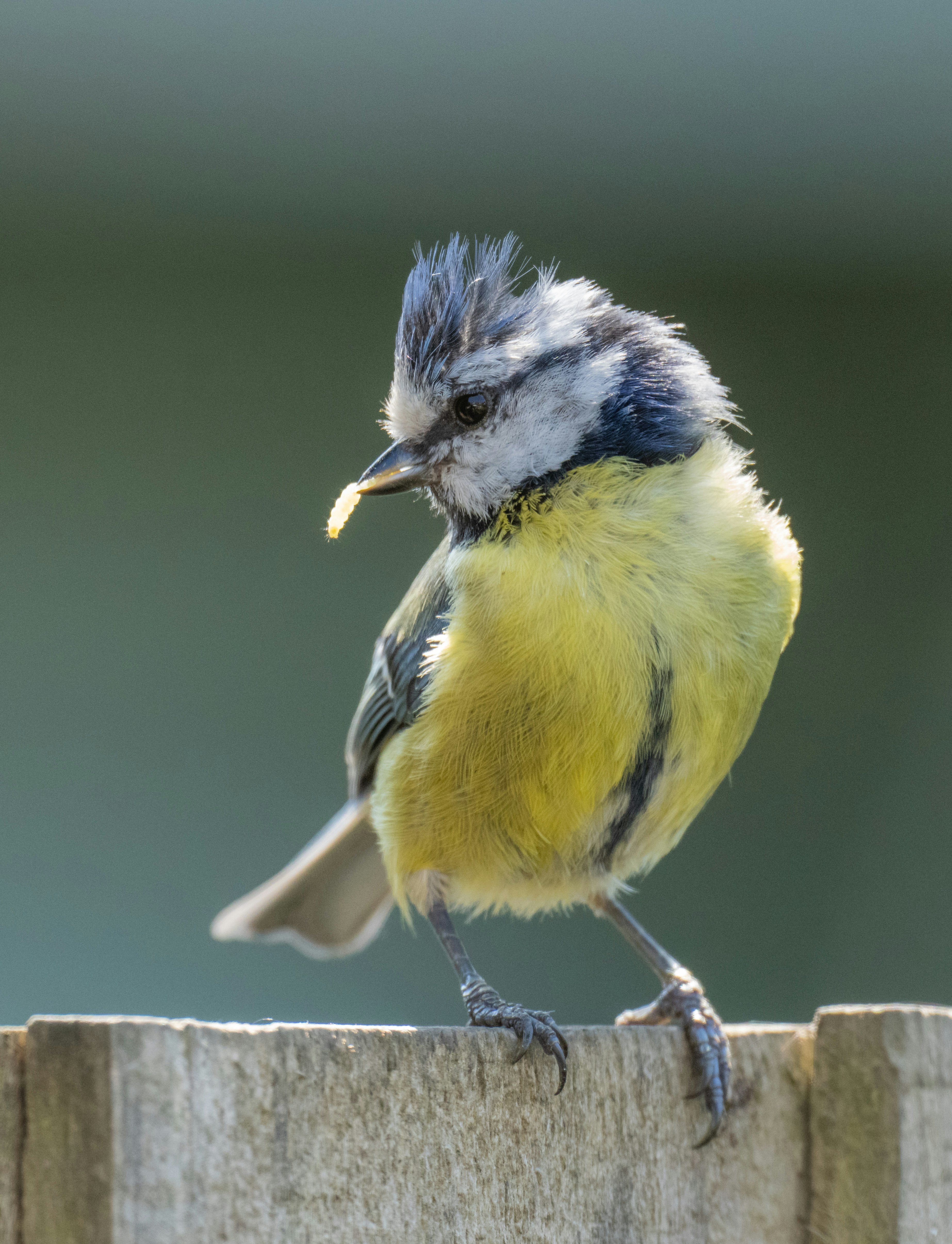 gray computer monitor