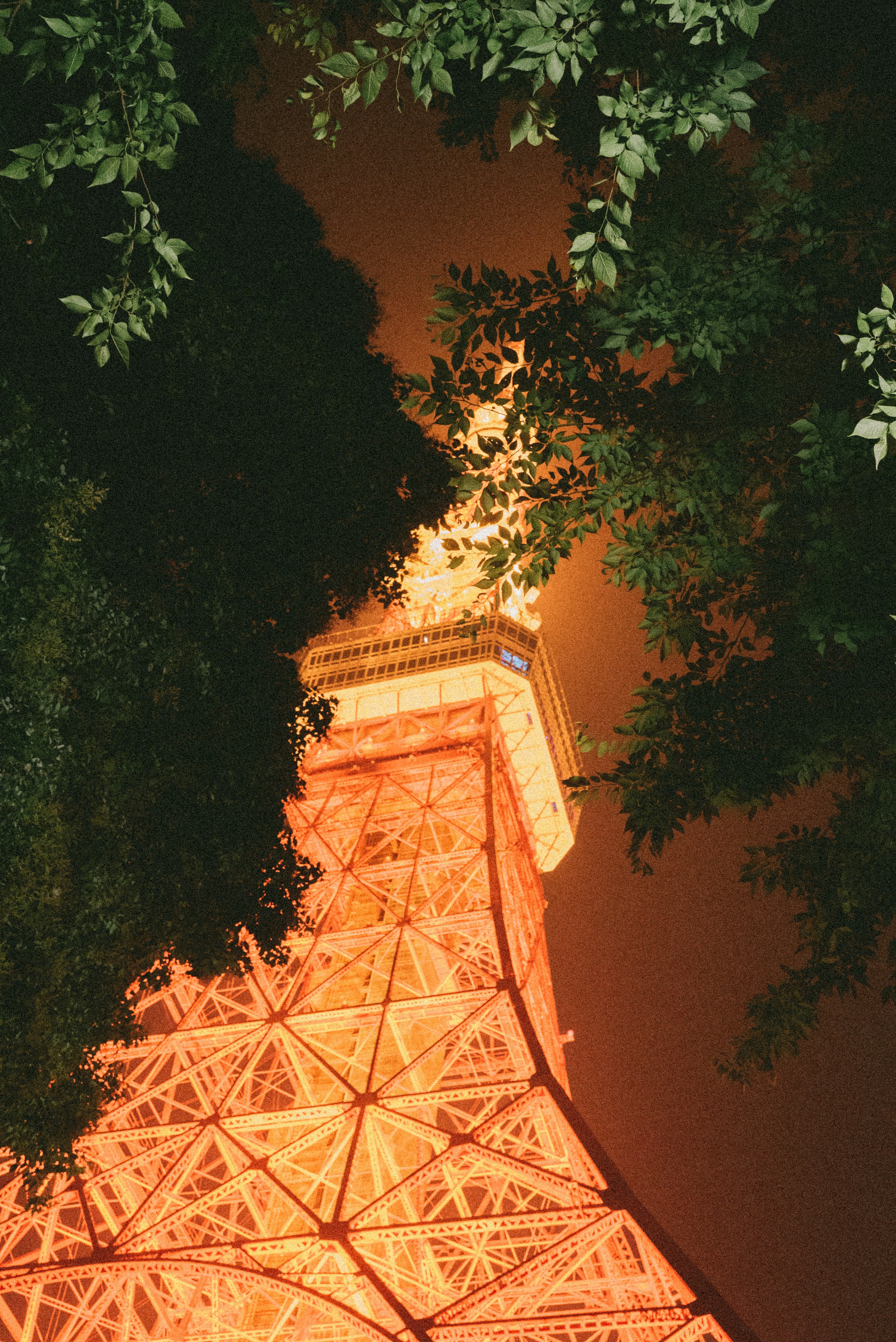 Tokyo tower glows at night, framed by foliage.
