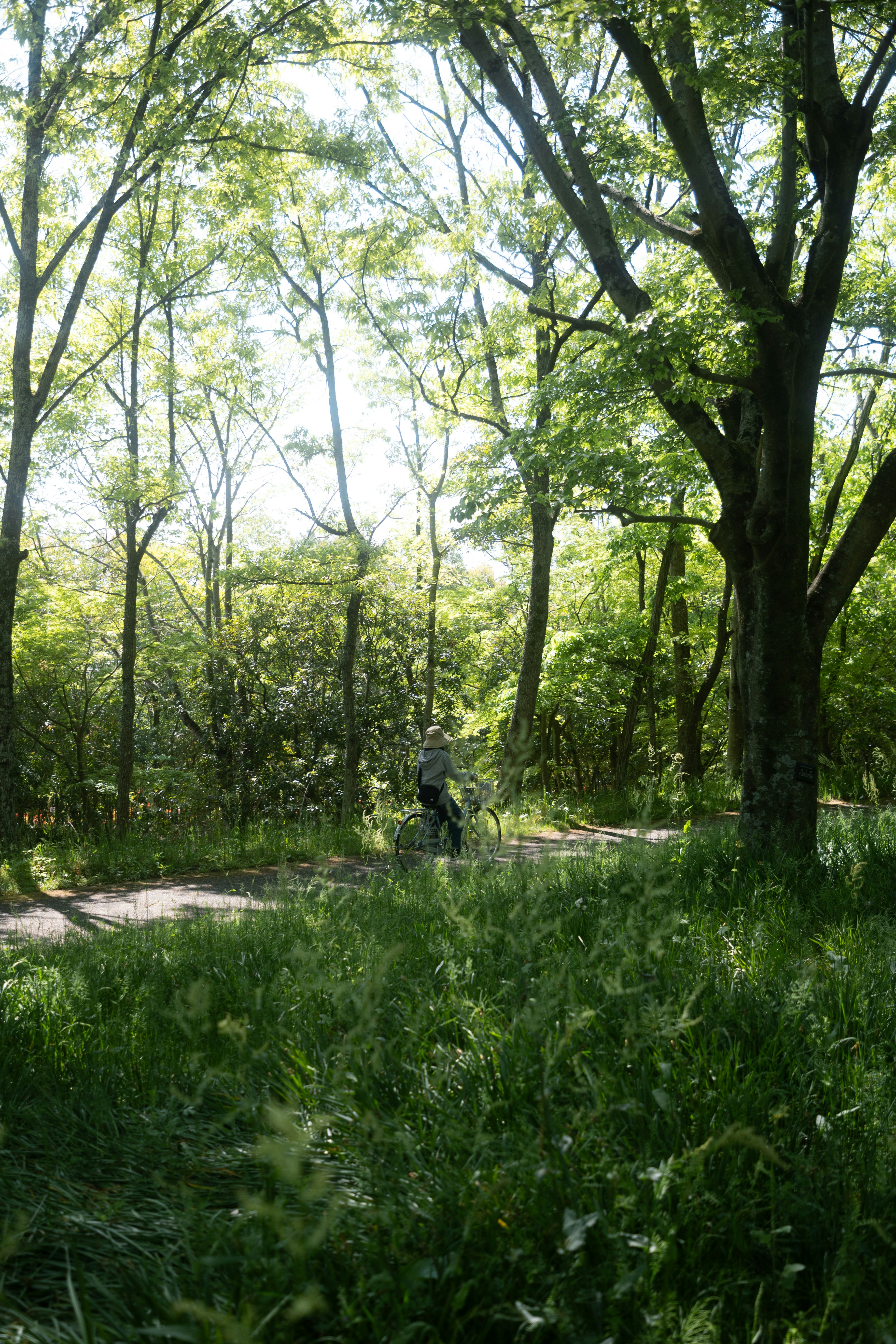 A person rides a bicycle through a lush forest.