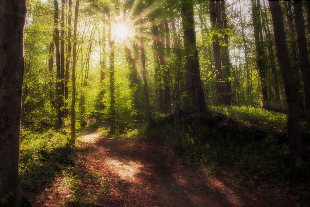 Sunlight streams through the forest trees on a path.