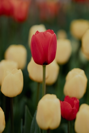 Red tulips stand out amidst yellow tulips.