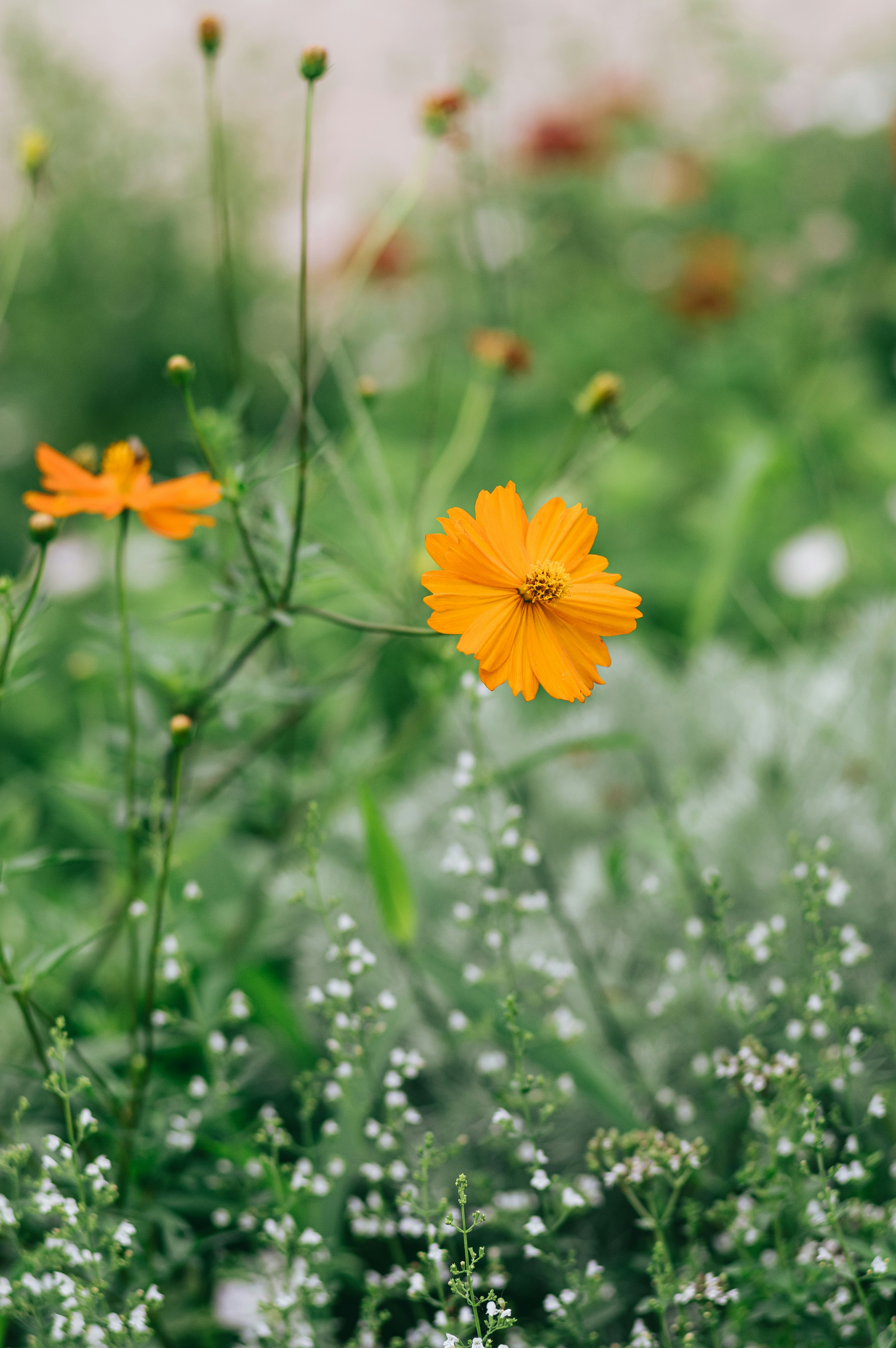 Las flores del cosmos naranja florecen en medio de una exuberante vegetación.