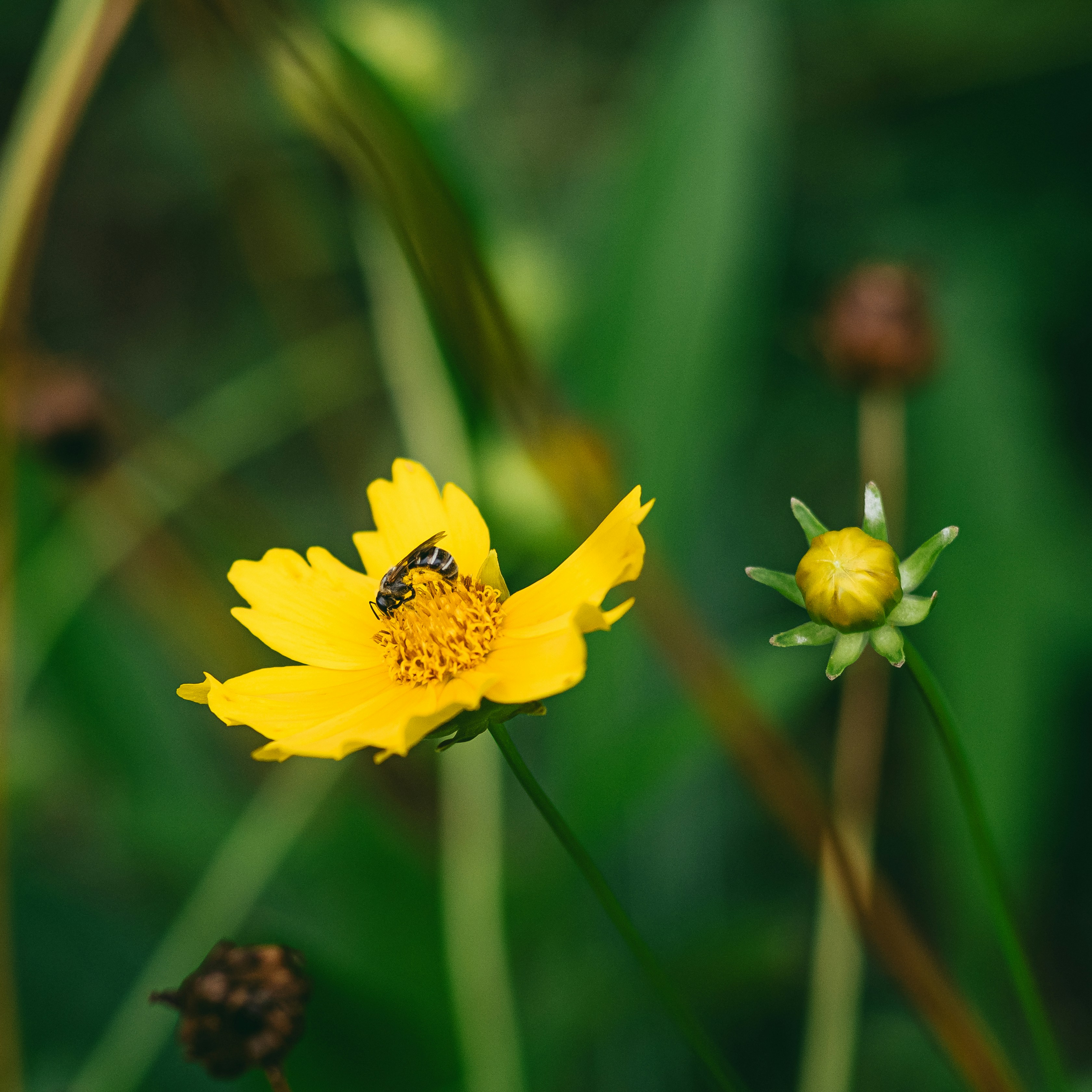 Una abeja poliniza una flor de color amarillo brillante.