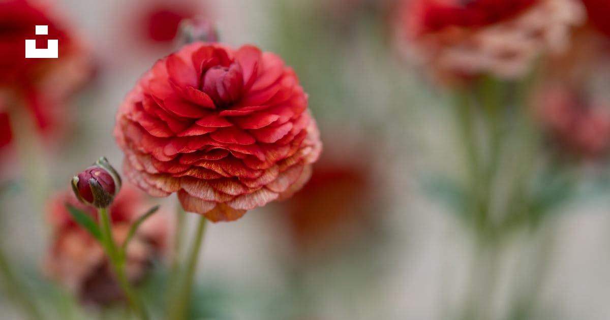 Beautiful red ranunculus flowers are blooming. photo – Free Flowers ...