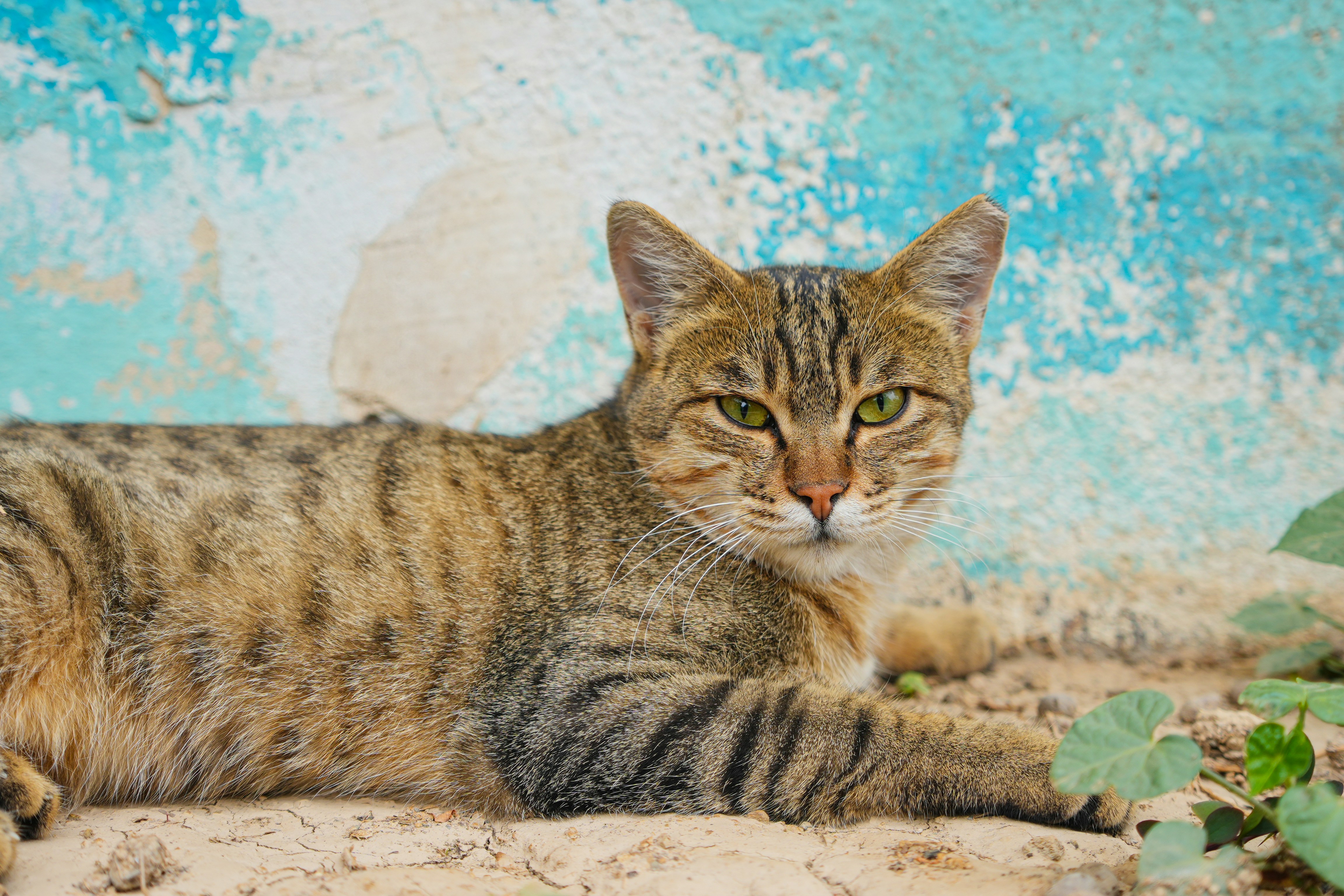 Photo by smohammadmeshkat