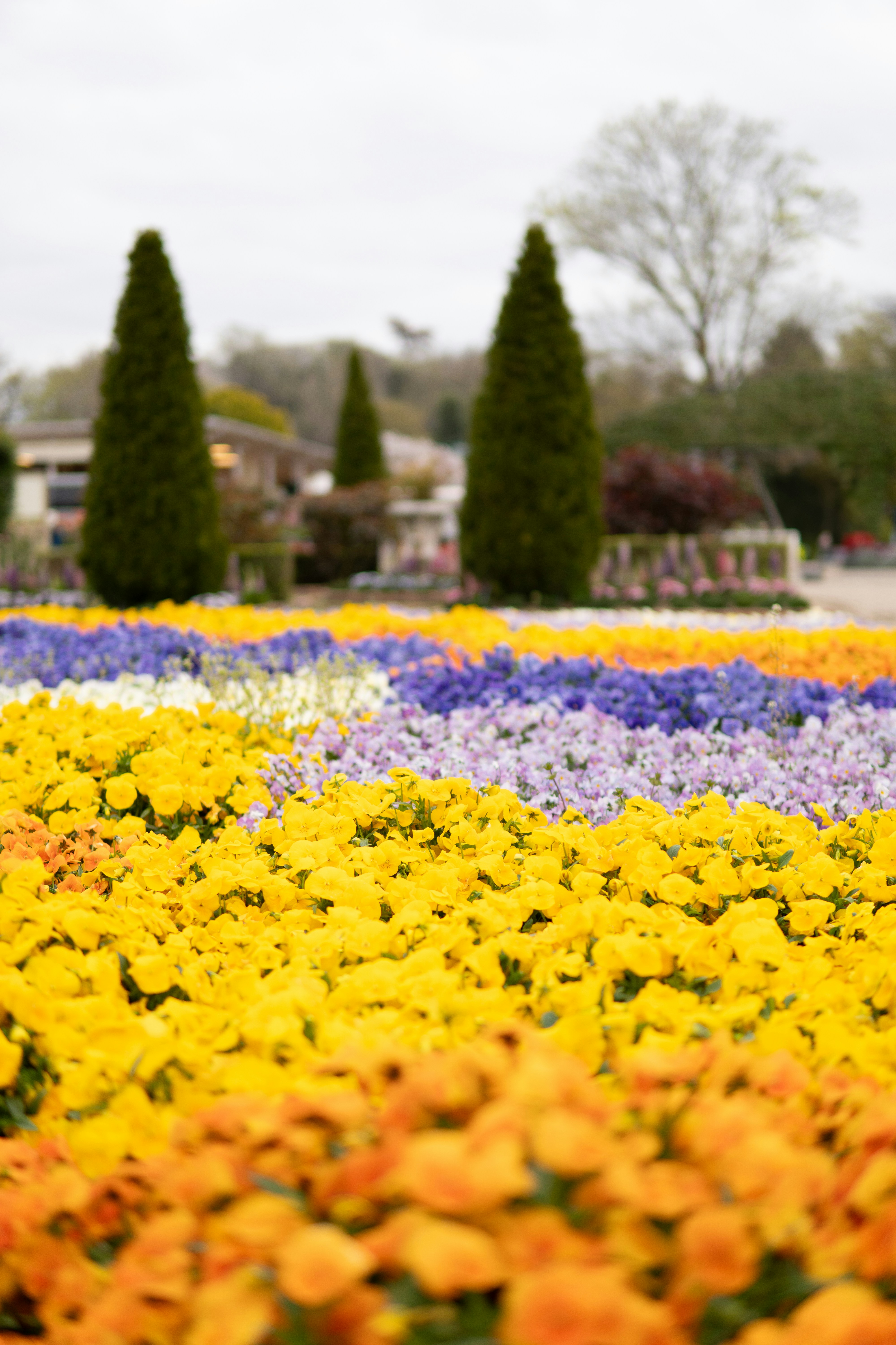 Colorful flowers bloom in neat rows.