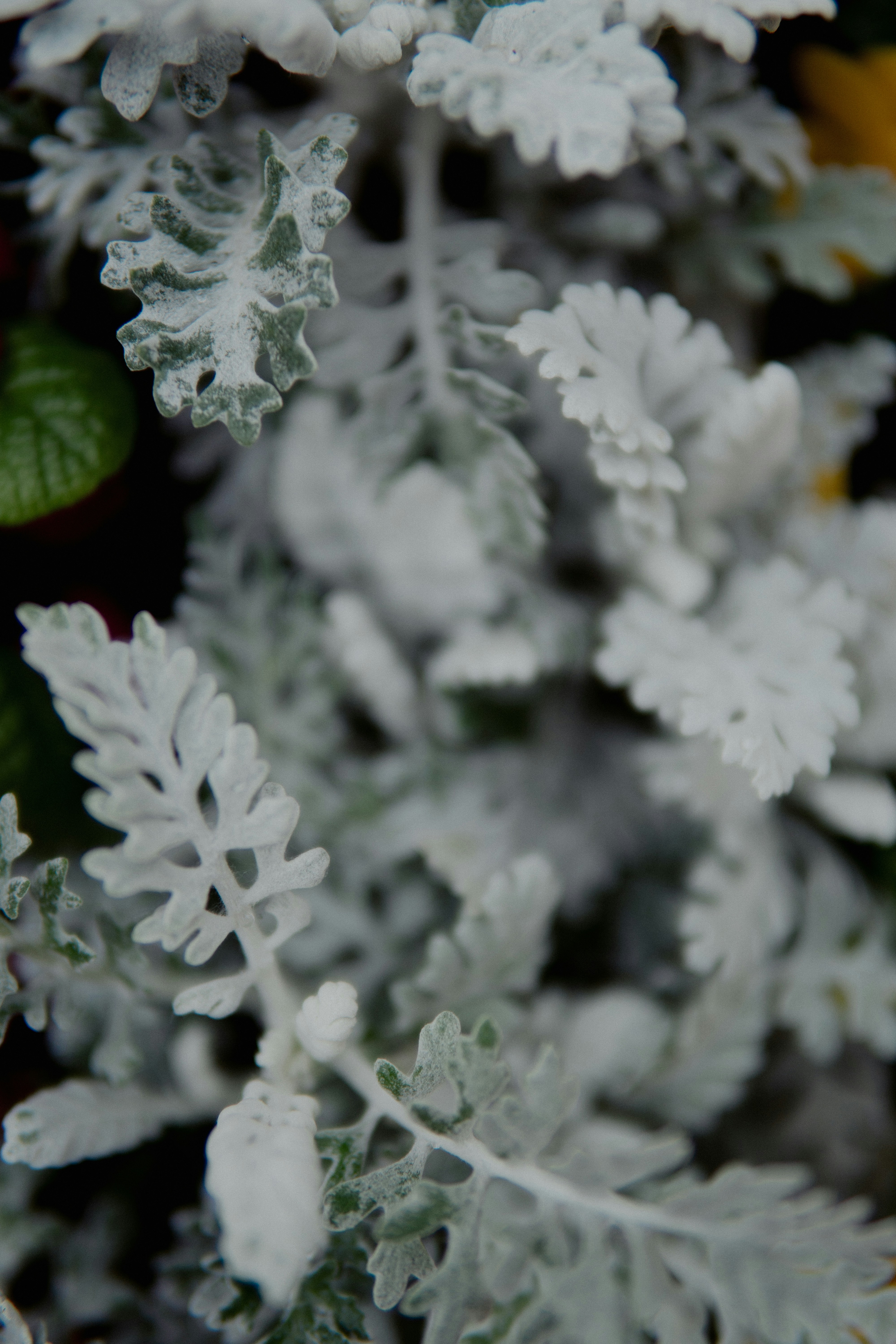 Silver foliage of a dusty miller plant.
