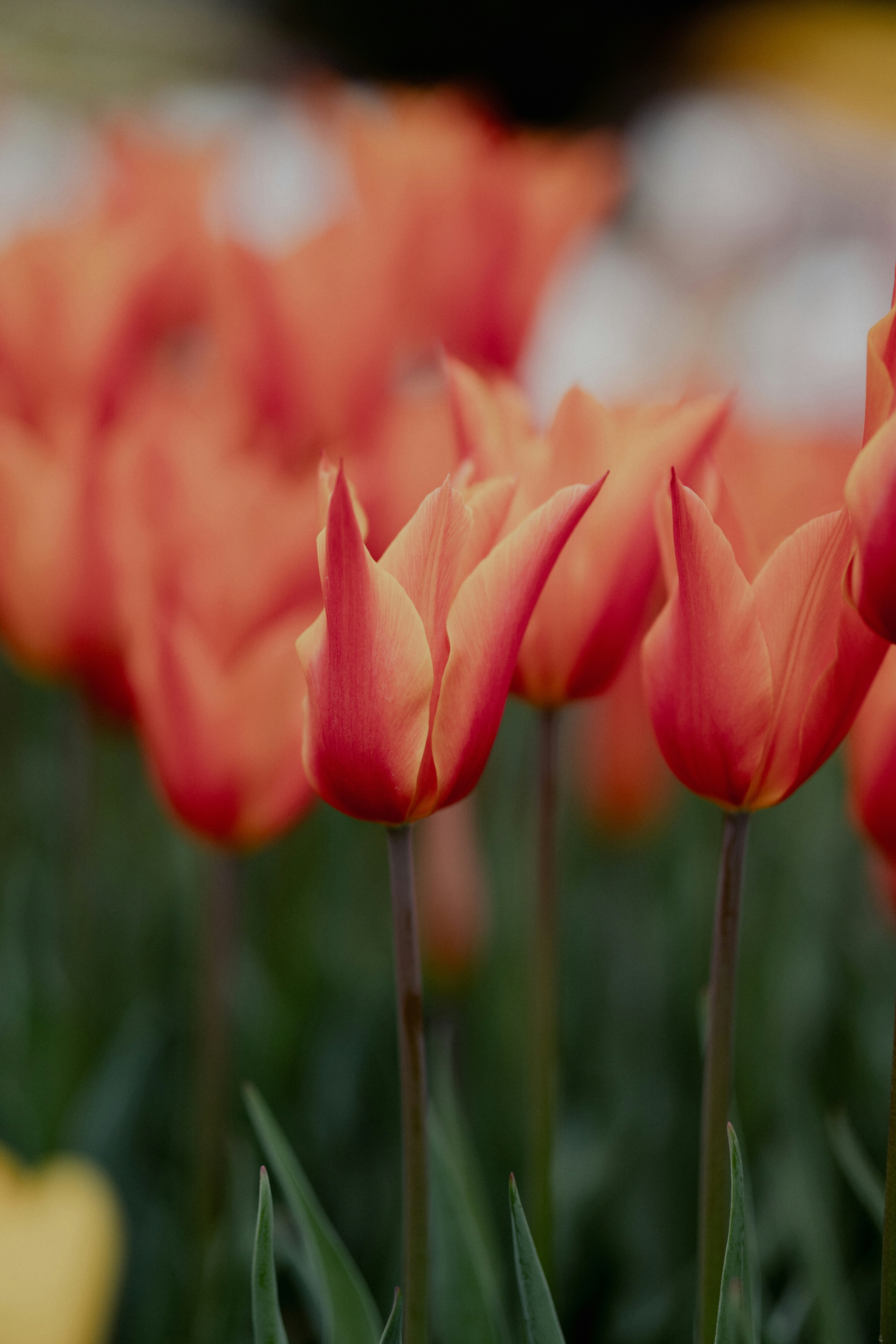 Orange tulips bloom in a vibrant field.