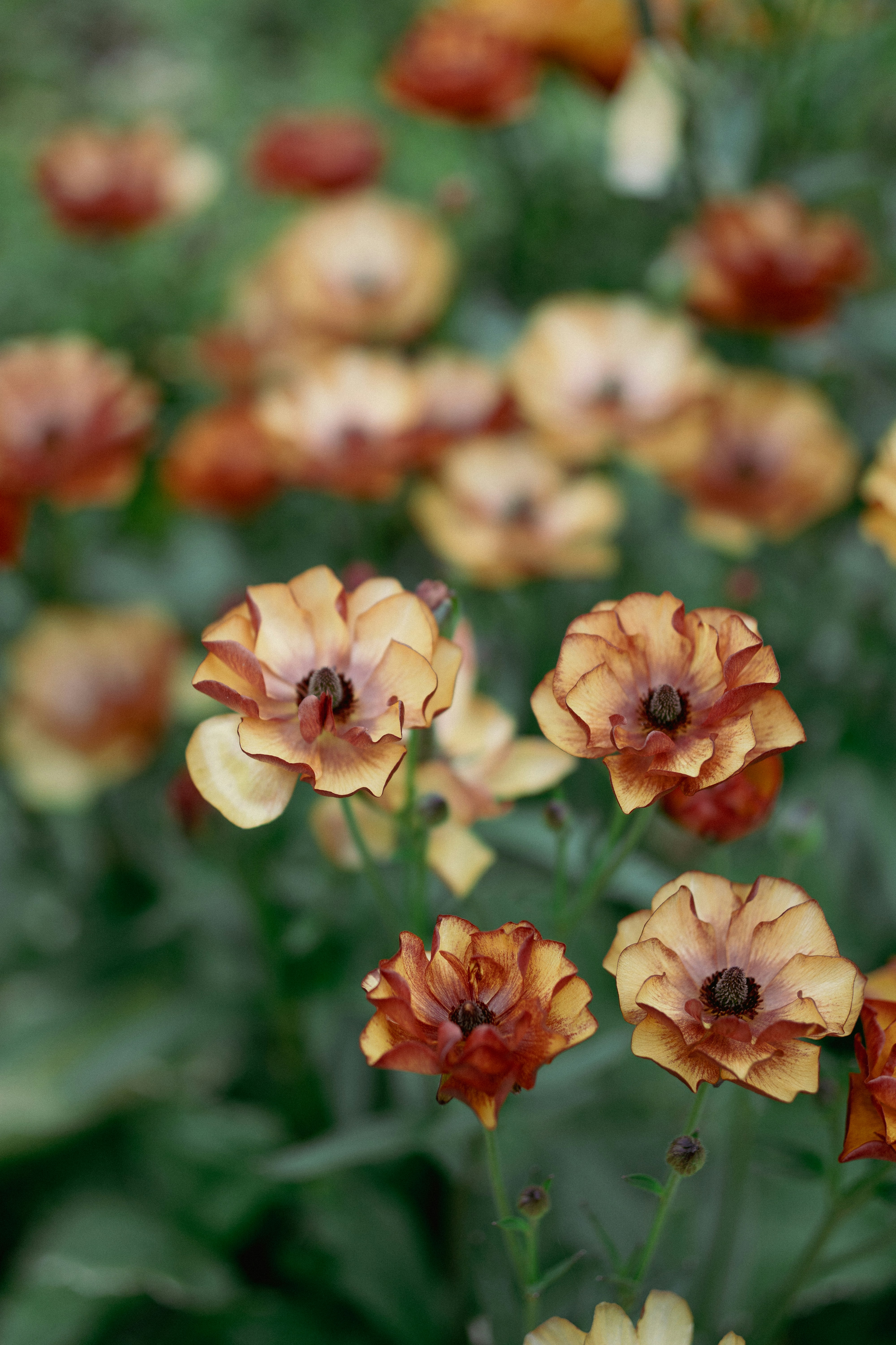 Des fleurs brunes et oranges fleurissent dans un jardin - Photo ...