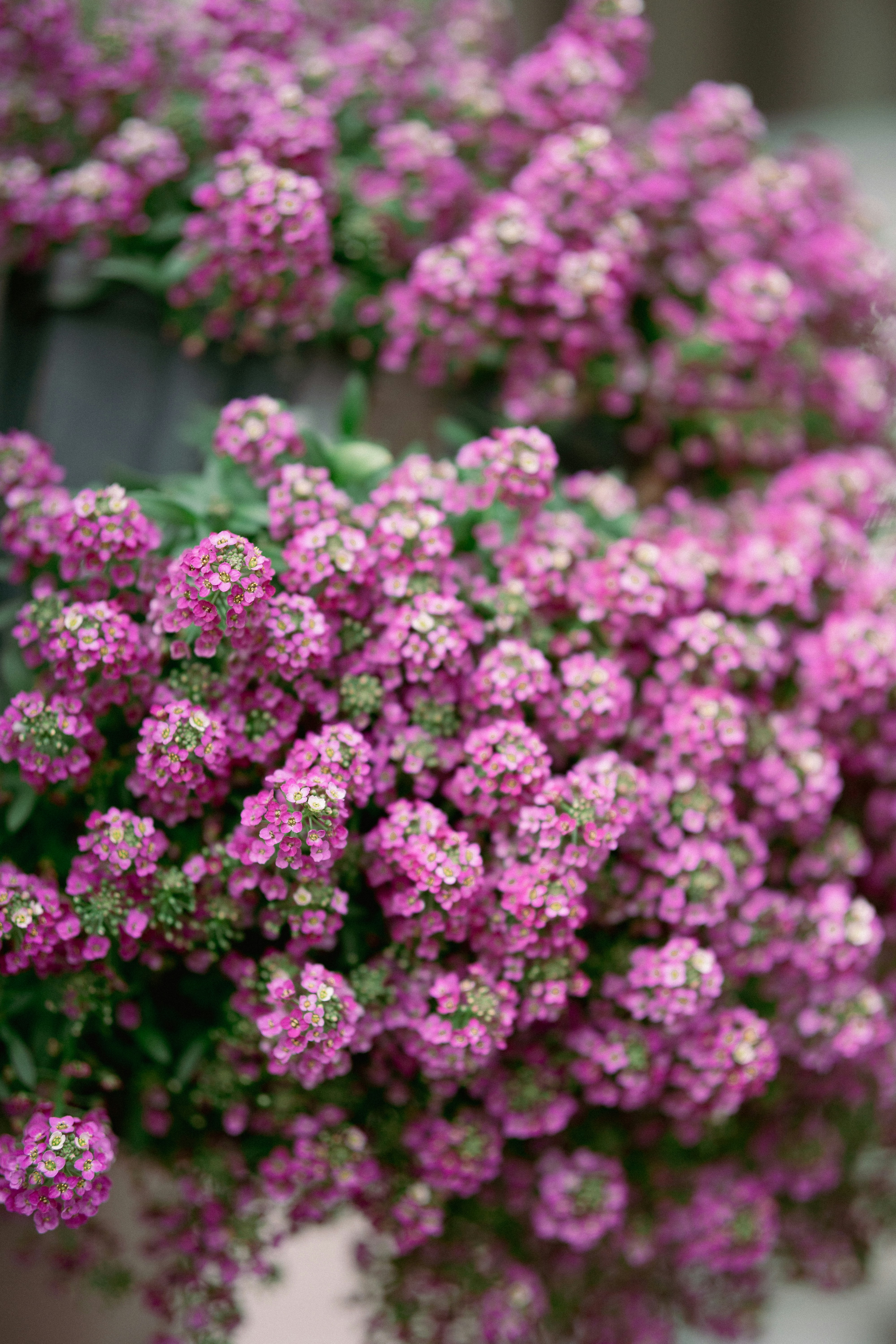 Vibrant pink flowers bloom abundantly.