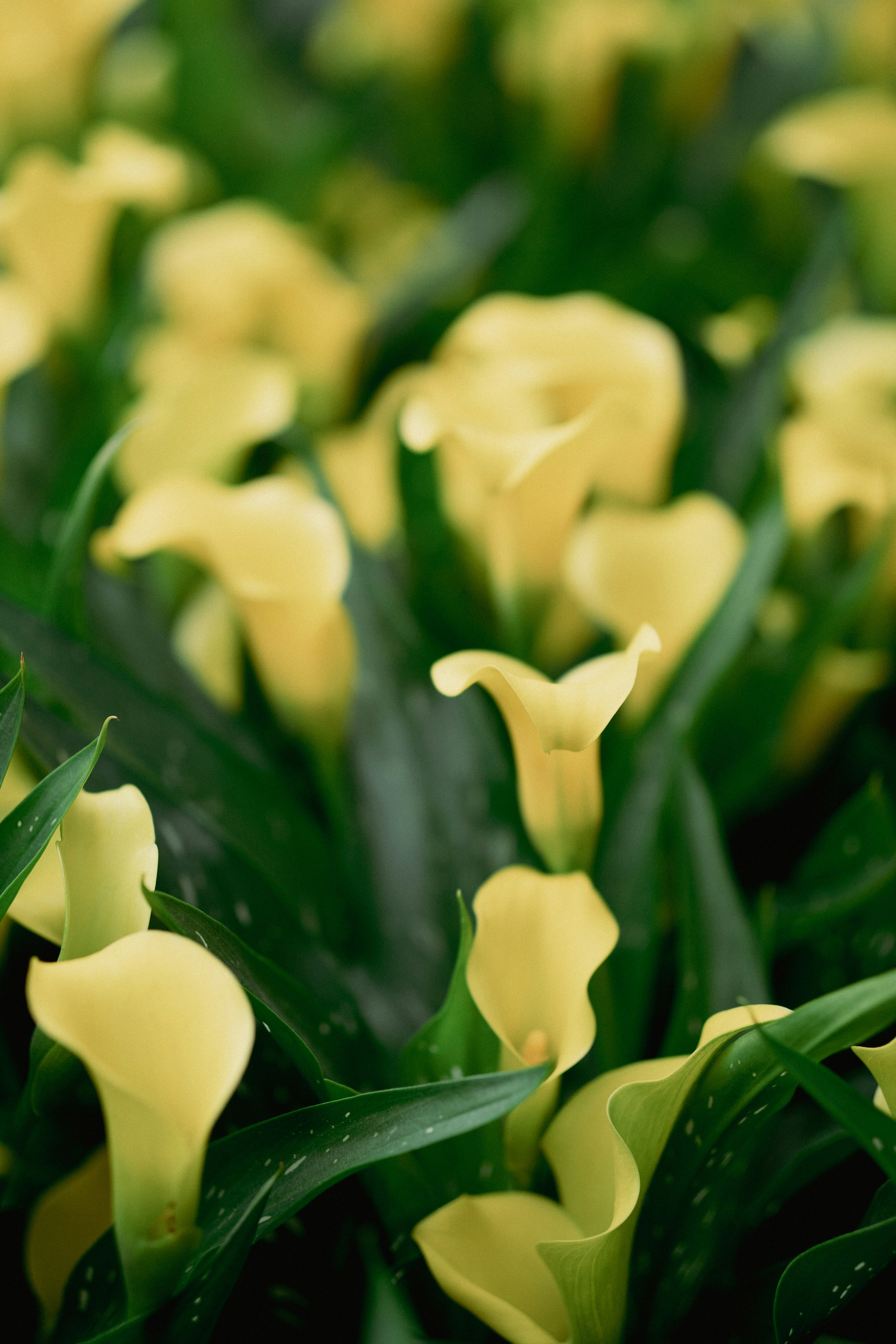 Yellow calla lilies bloom among green leaves.
