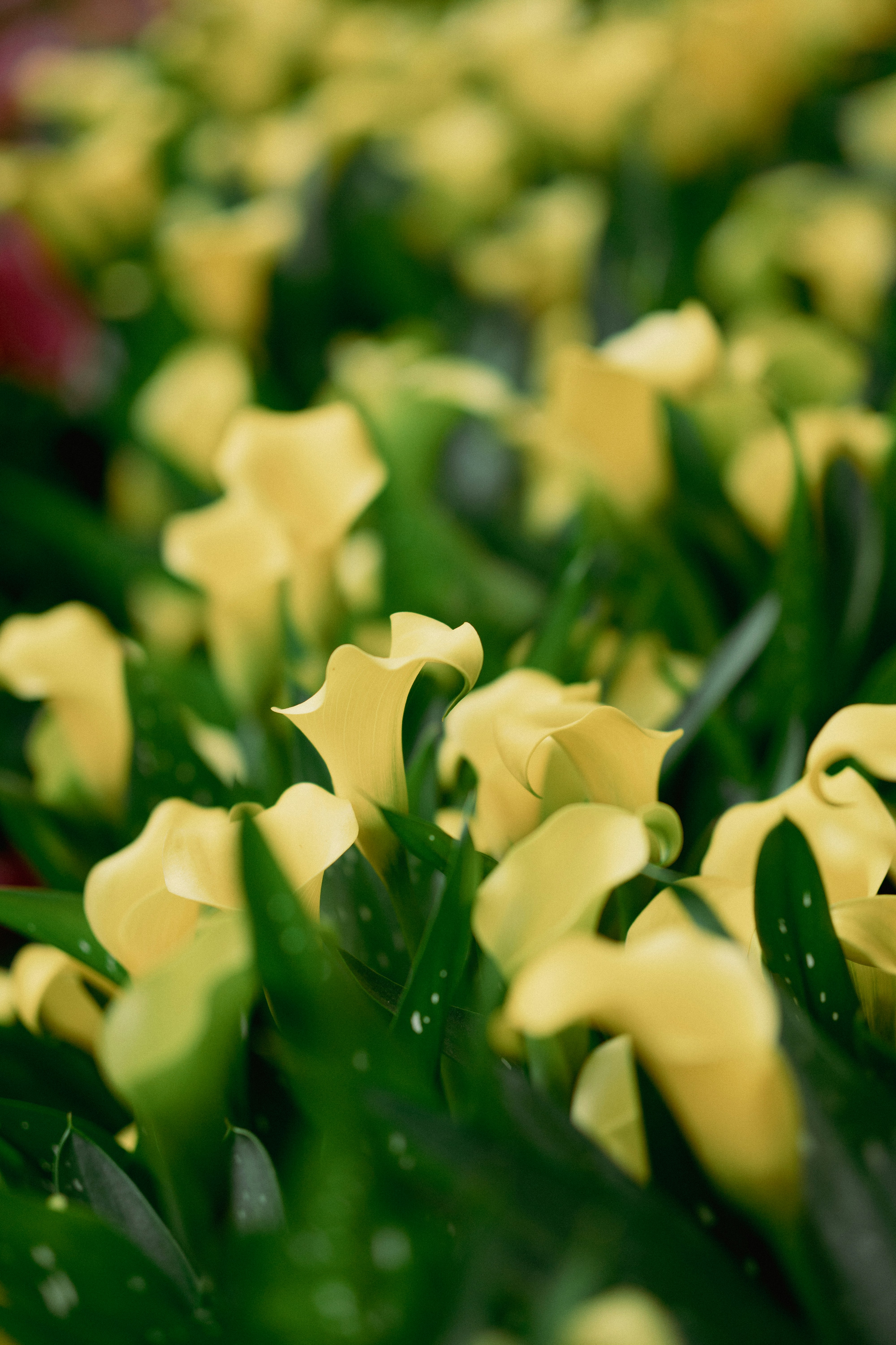 Lys calla jaunes en fleurs - Photo gratuite sur Unsplash