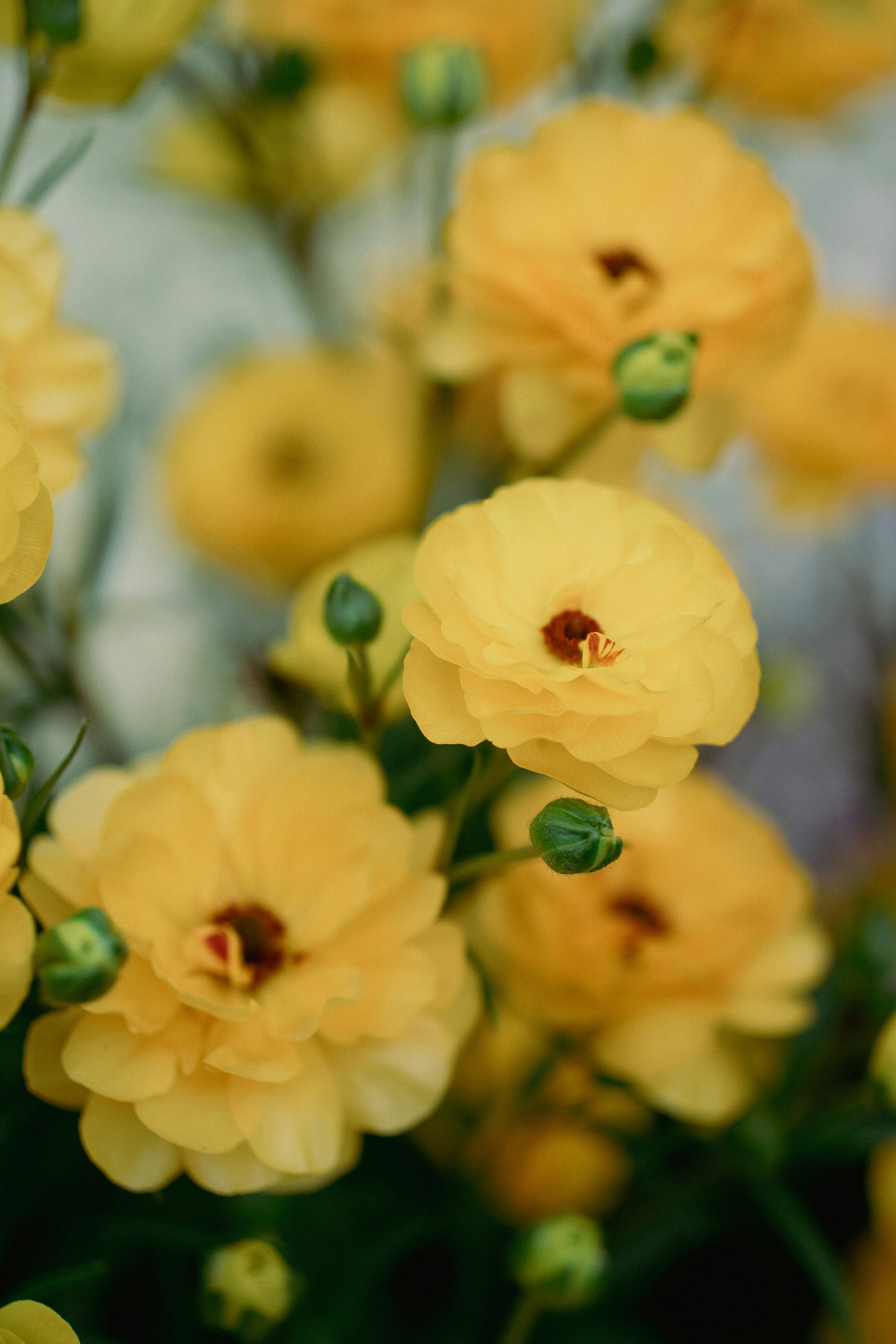 Bright yellow ranunculus flowers bloom beautifully.