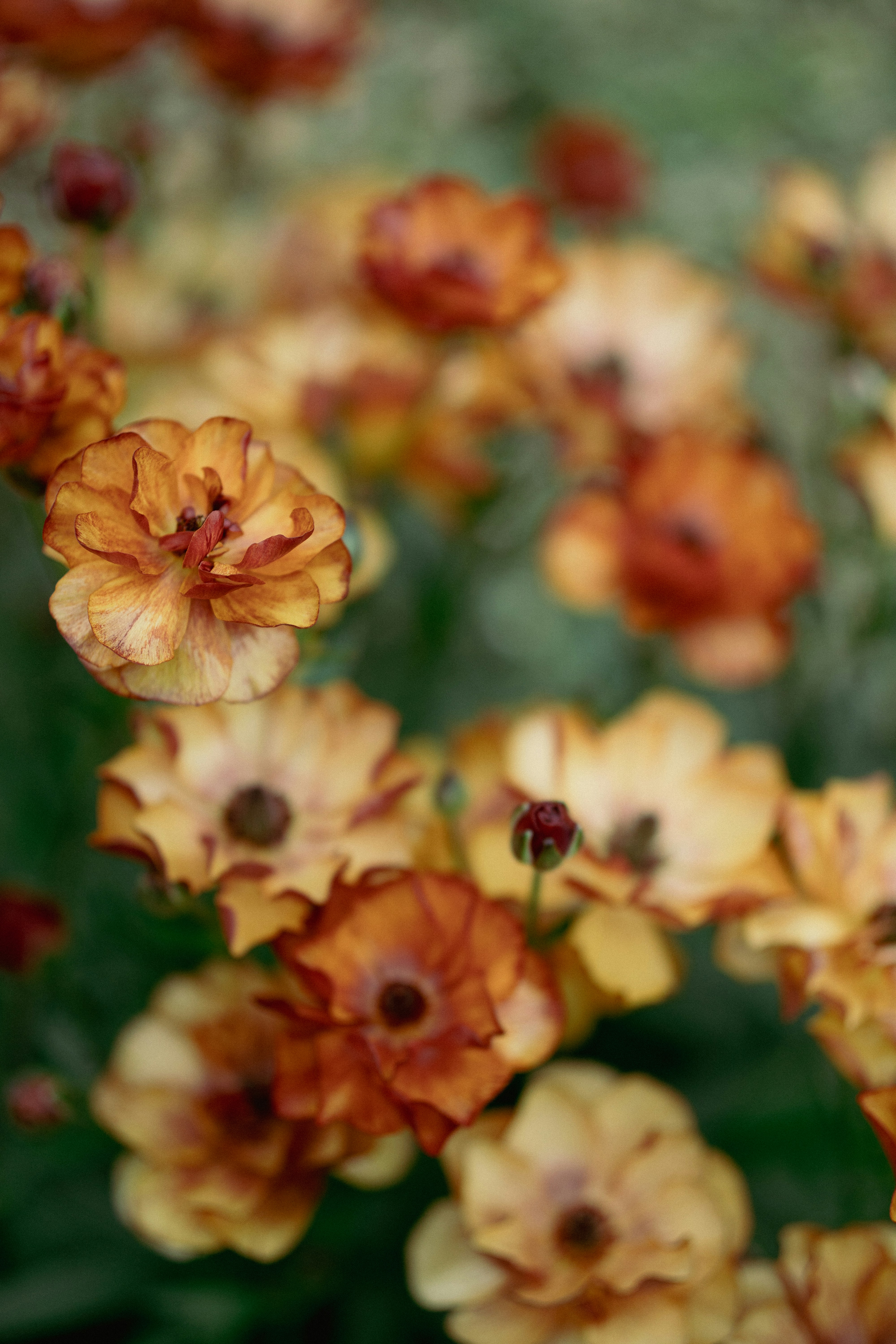 Here's a caption: orange flowers bloom in the soft sunlight.