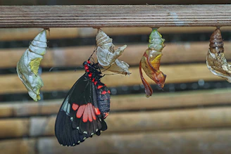 Butterflies emerge from their chrysalises in succession.