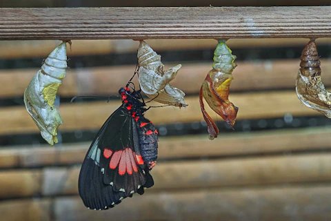 Butterflies emerge from their chrysalises in succession.