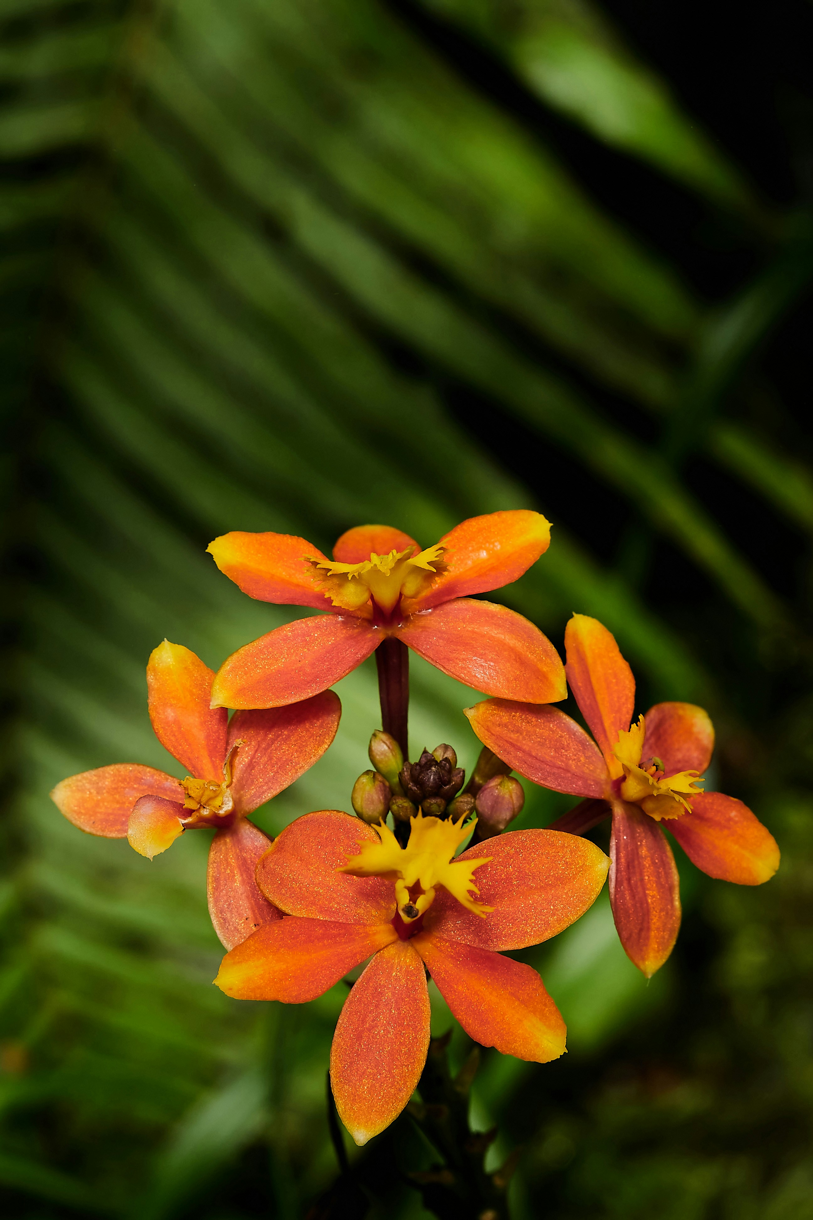 Orange orchids bloom against a green backdrop.