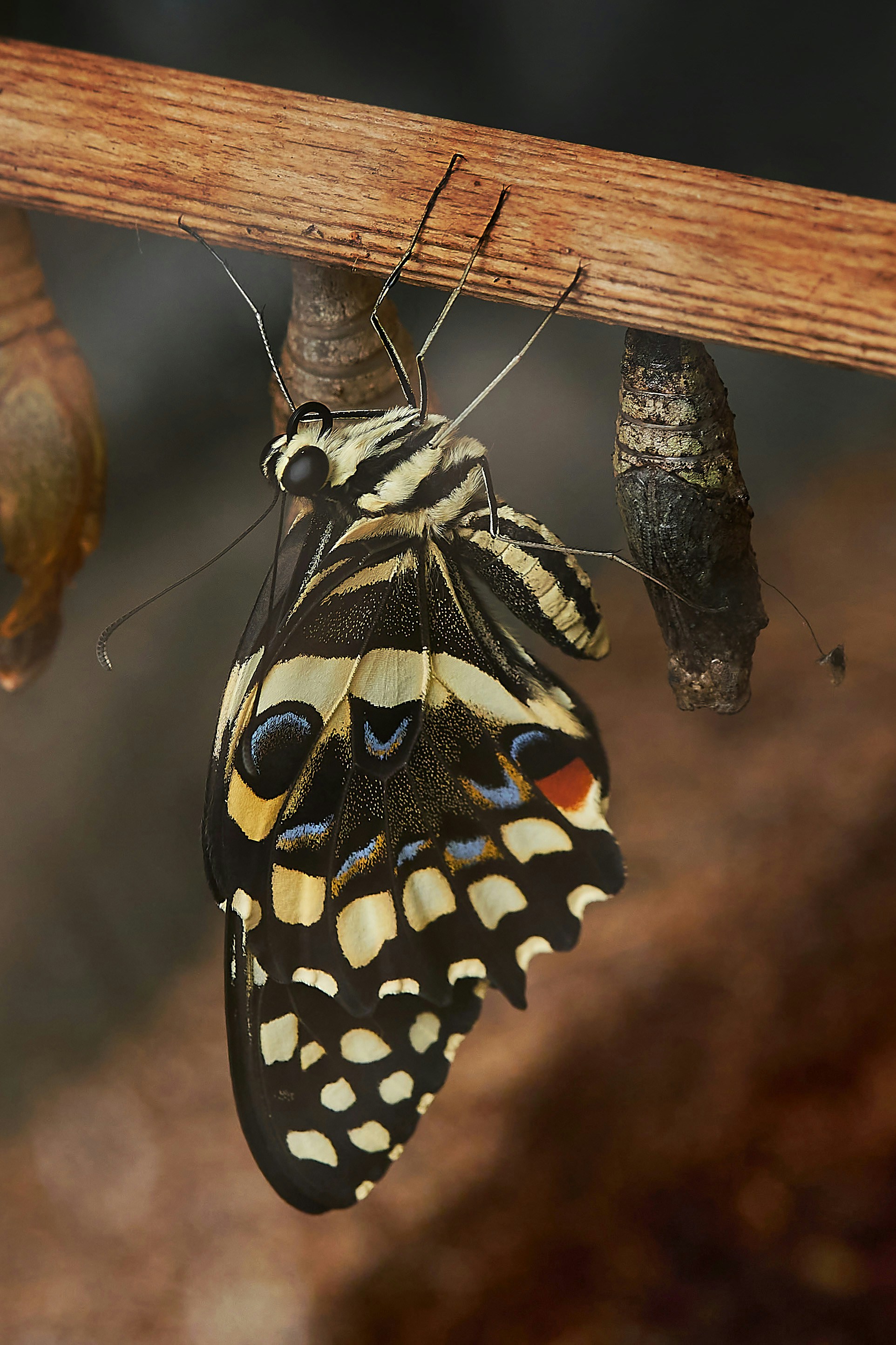 A beautiful butterfly dries its wings.