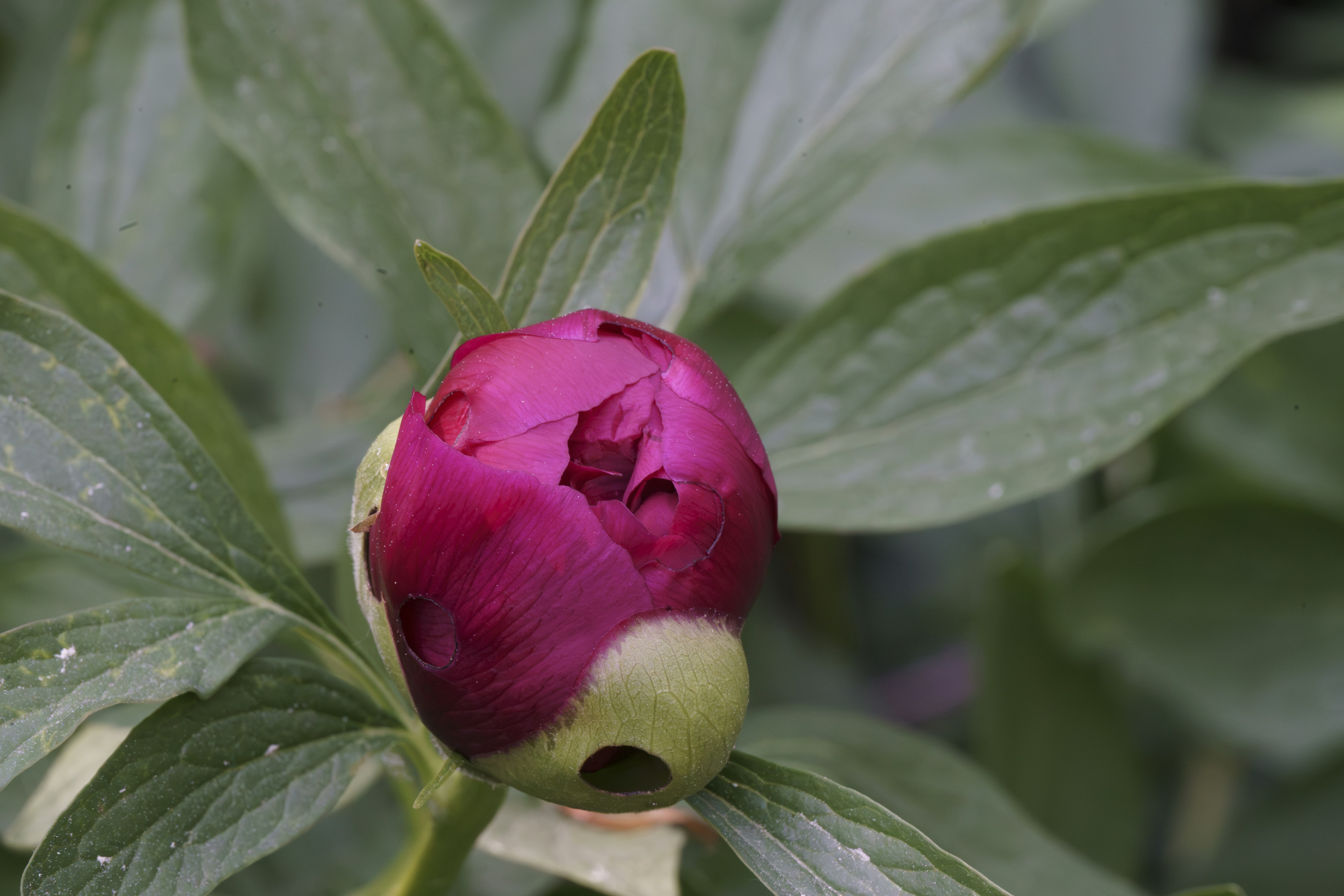 Photo by drbobwortel