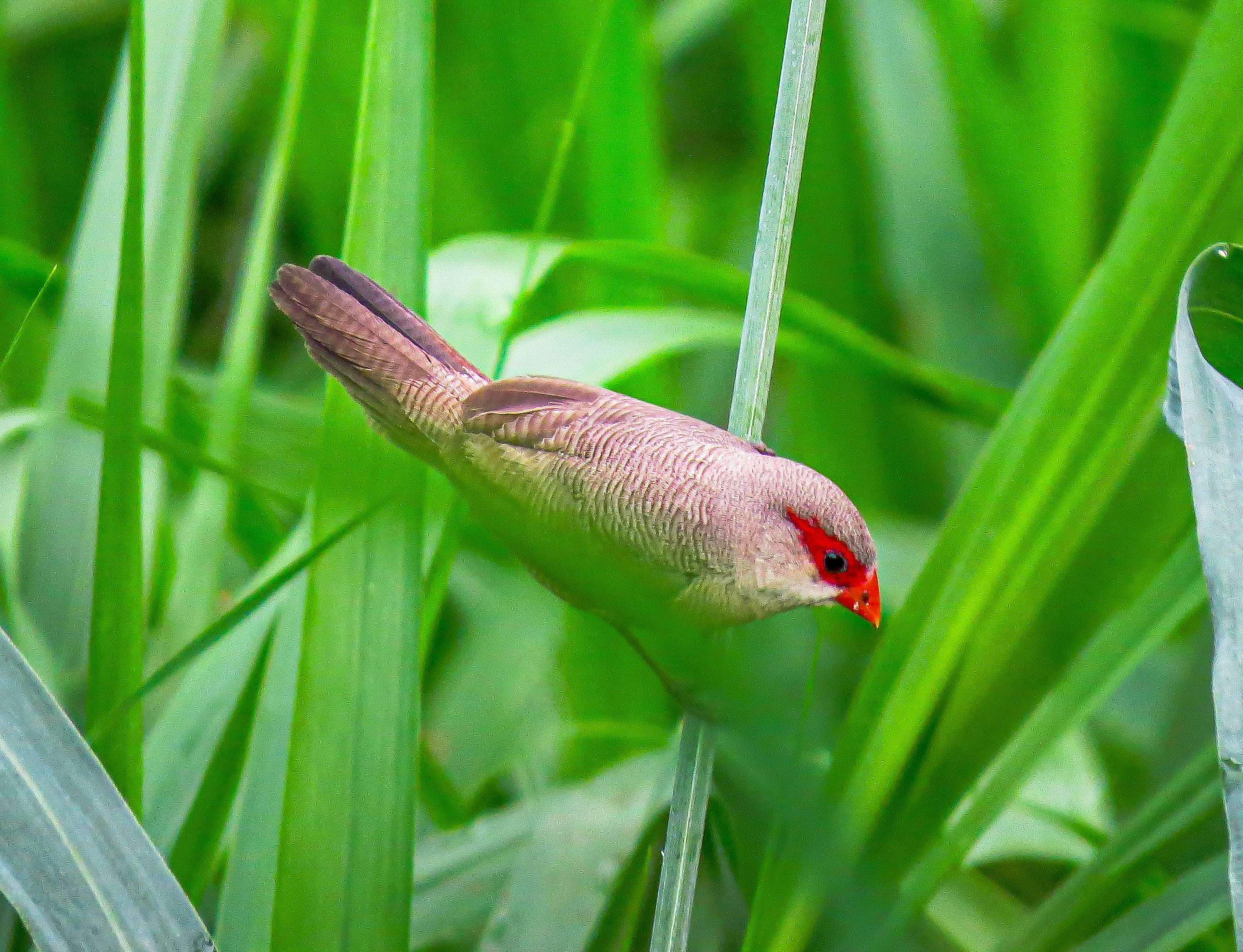 Un petit oiseau perché au milieu de l’herbe verte - Photo gratuite sur ...