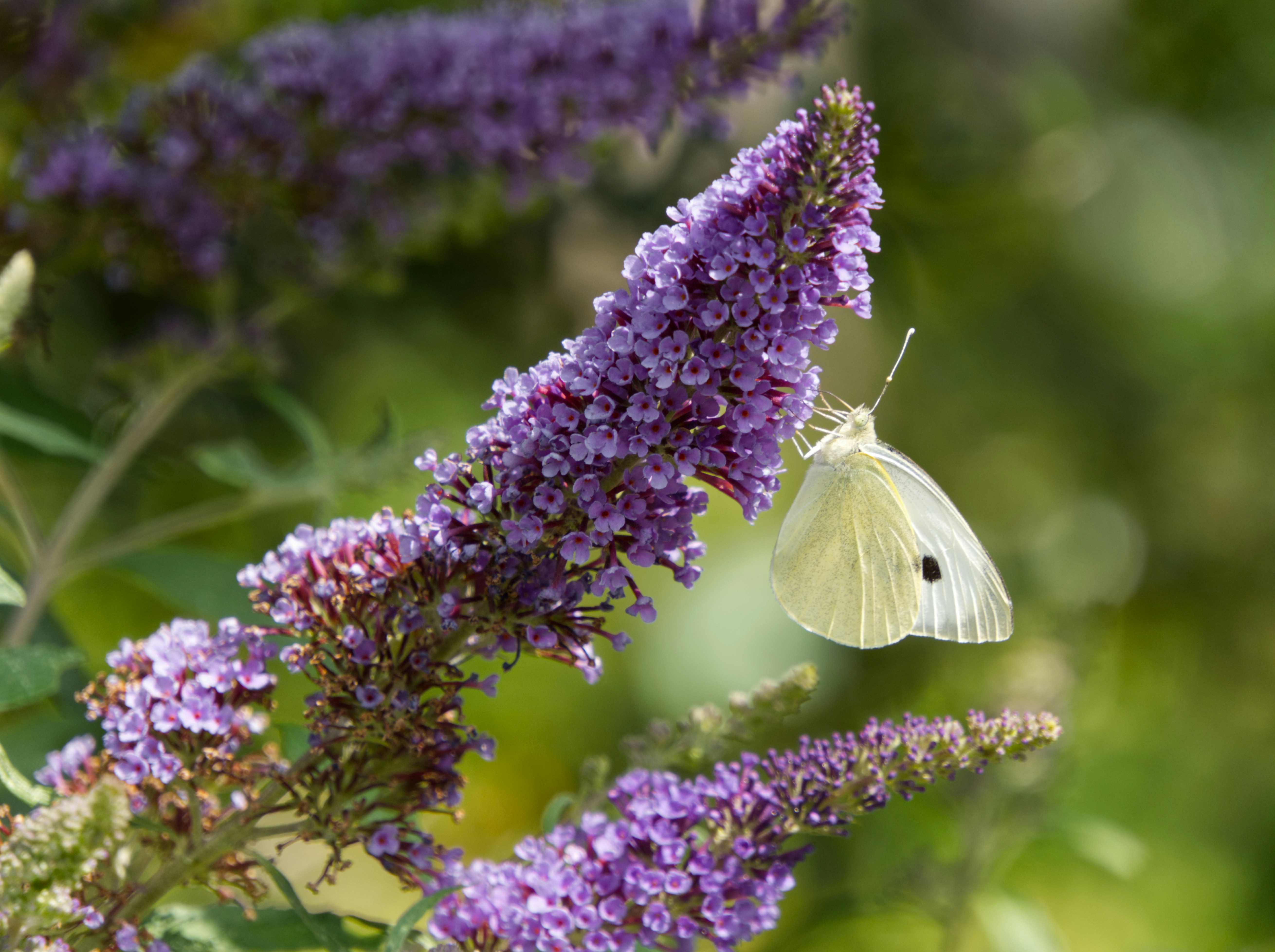 Photo by theskytales