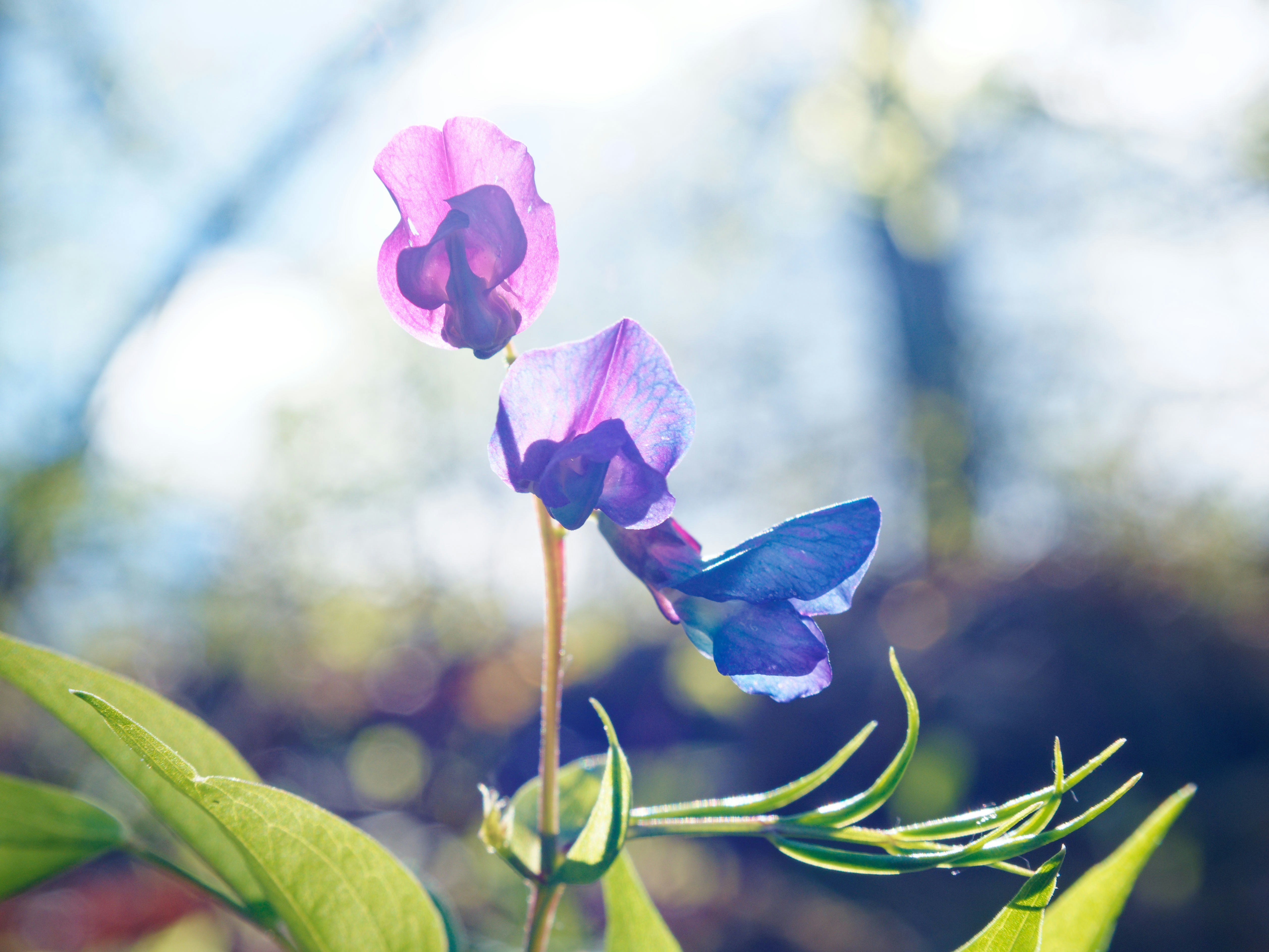 Photo by illes_cristi