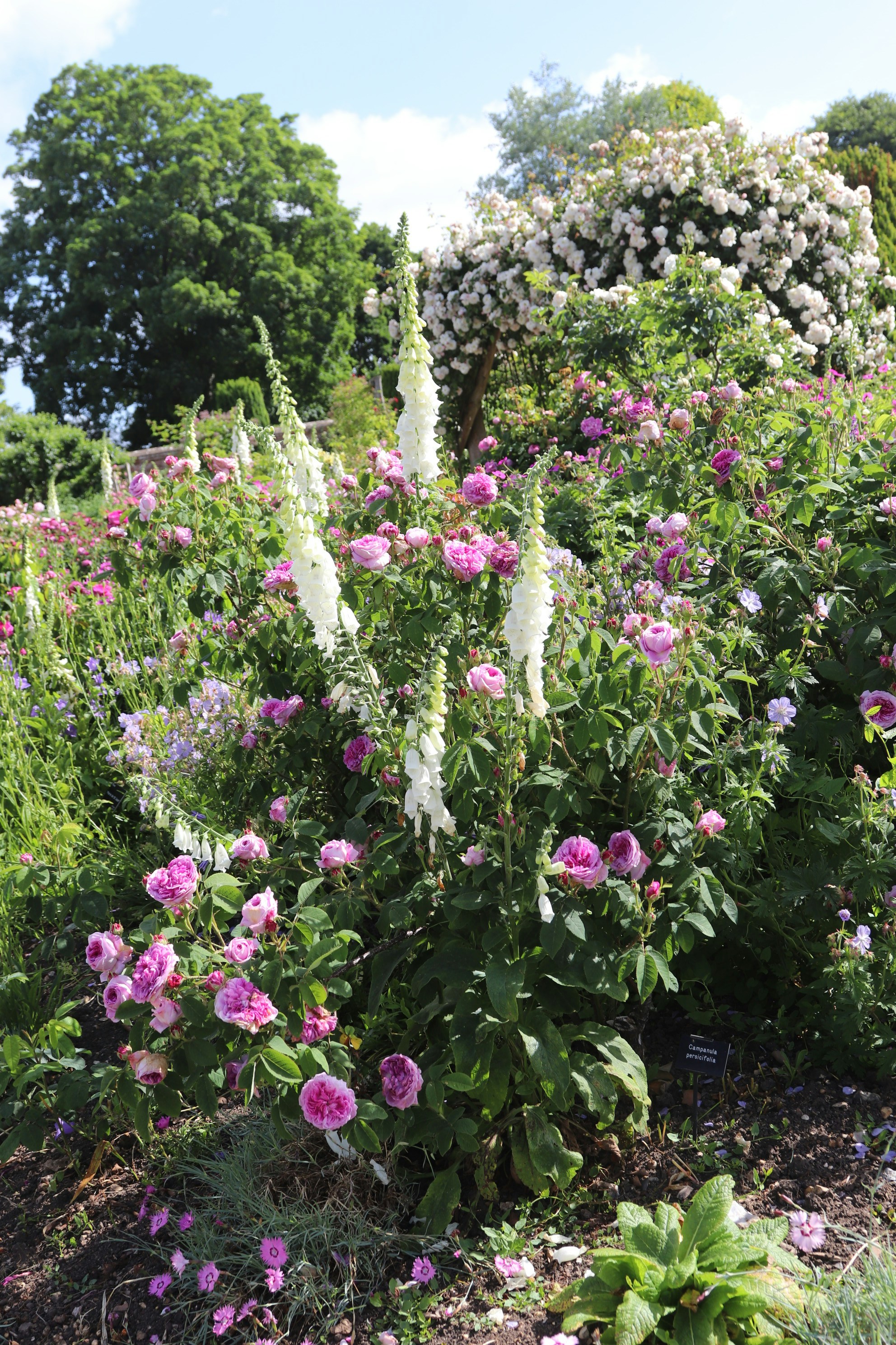 Photo by tanyabarrow