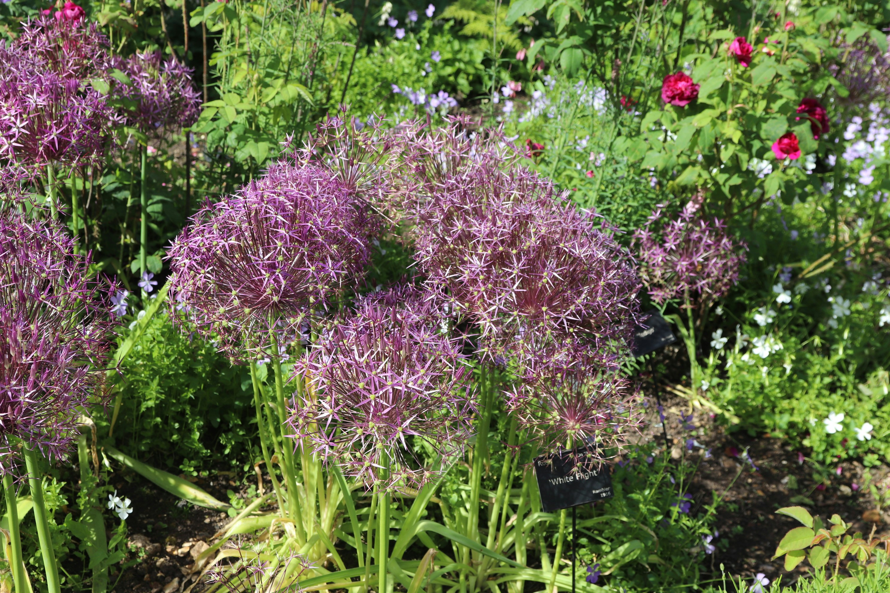 日当たりの良い庭に紫色のネギの花が咲きます