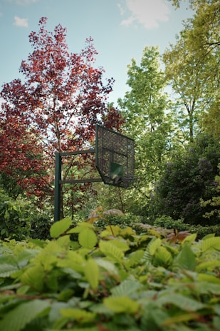 A basketball hoop sits surrounded by greenery.