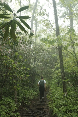 Hiker walks into a foggy forest.