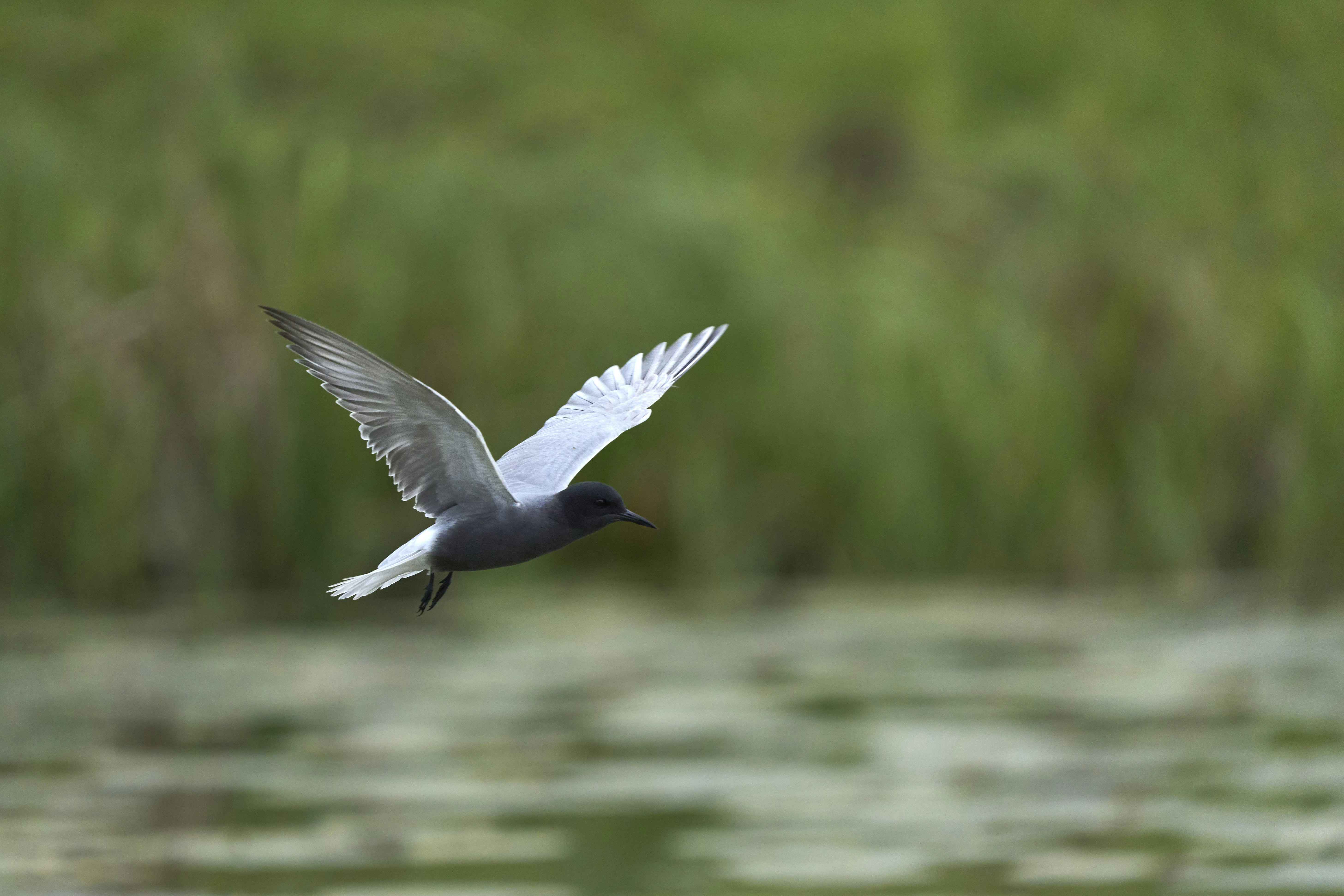 Photo by wolfgang_hasselmann