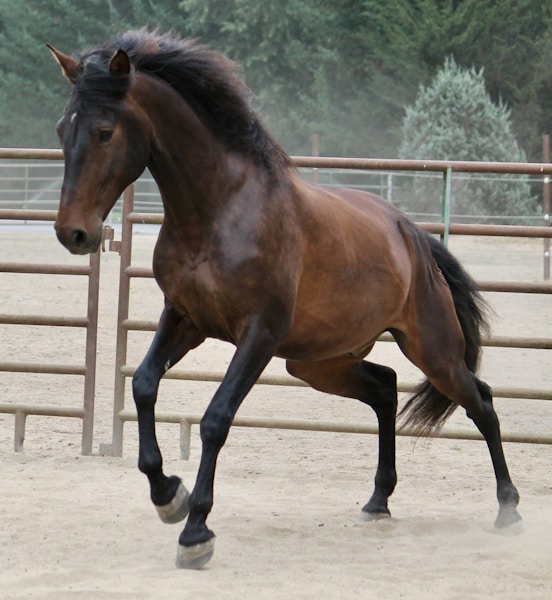Promising 5yo Thoroughbred gelding — Green Eventer