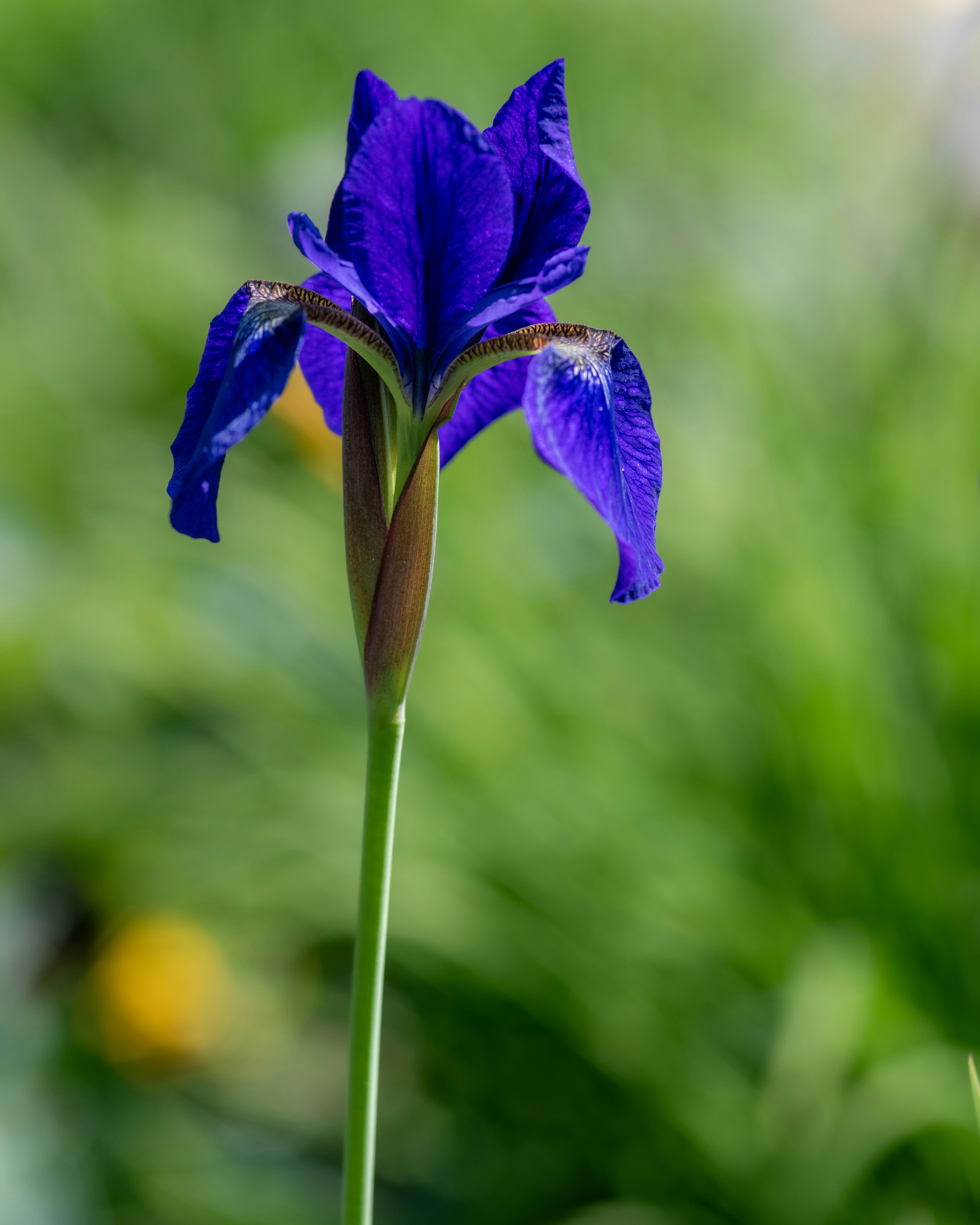 Photo by siegfriedpoepperl