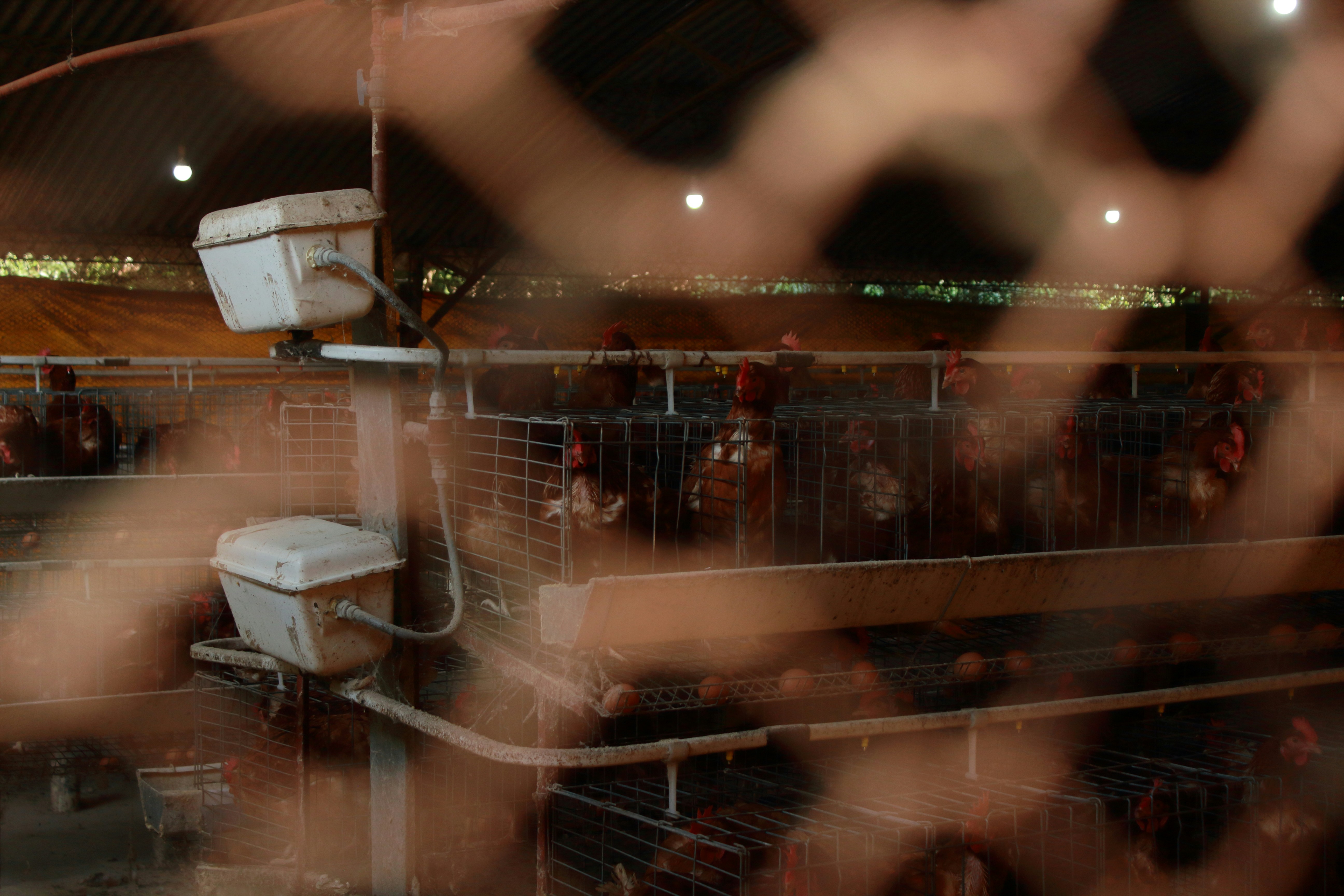 Chickens are caged inside a poultry farm.