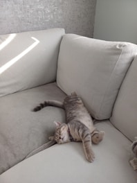 A sleeping cat is enjoying its nap on the couch.