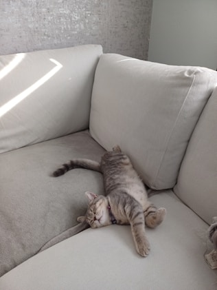 A sleeping cat is enjoying its nap on the couch.