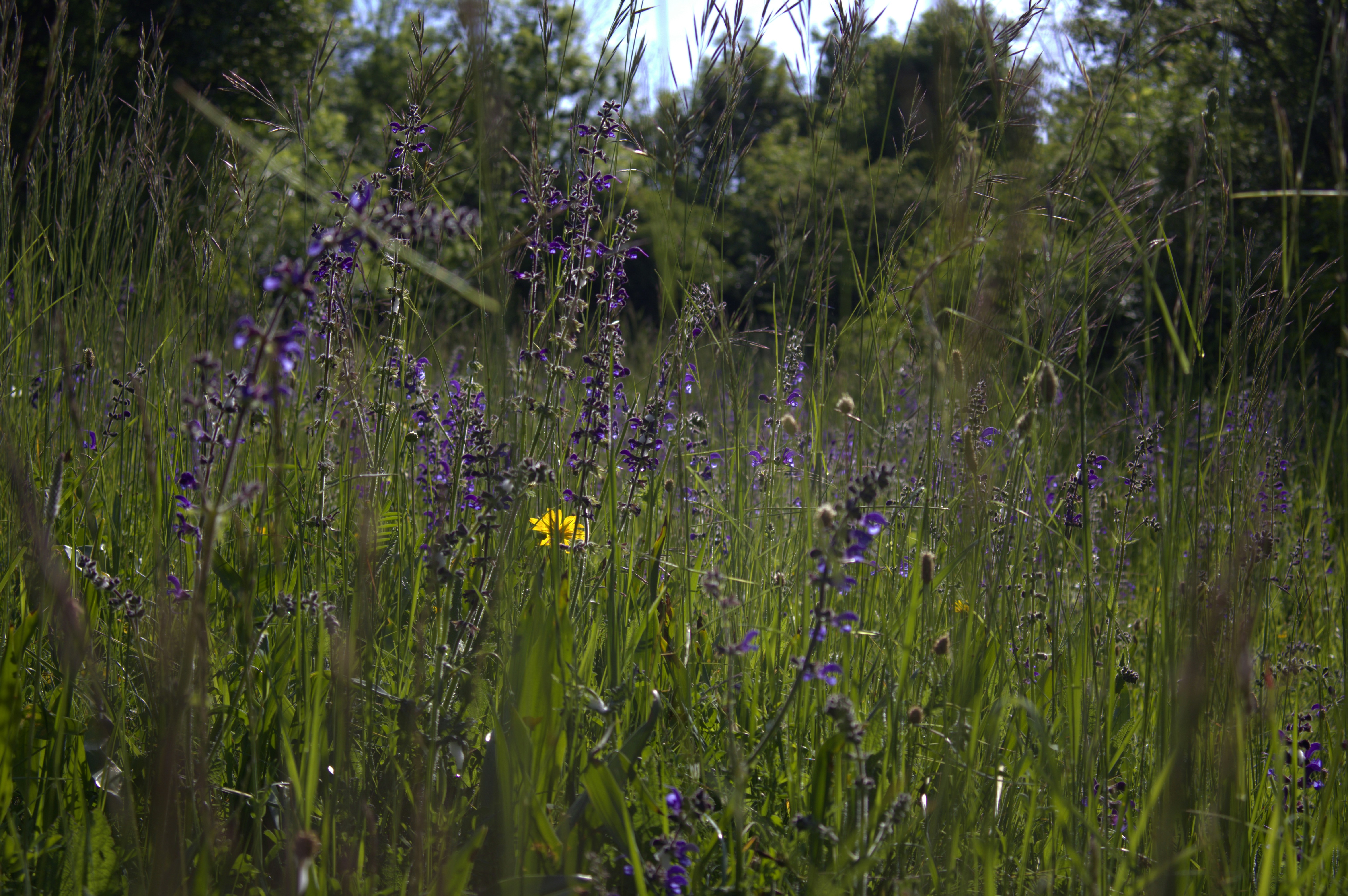 Photo by martin_lednar