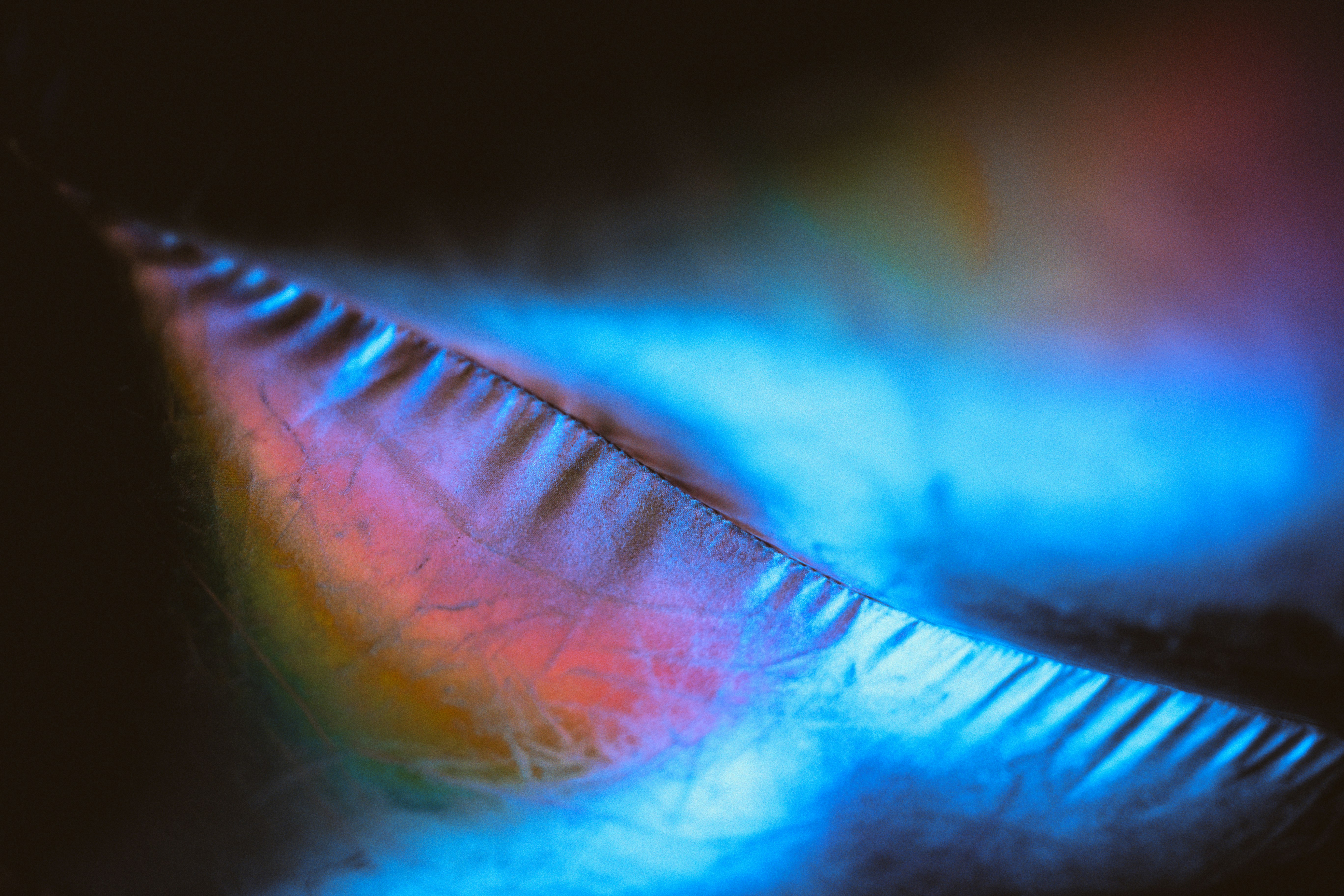 A colorful feather is illuminated by light.
