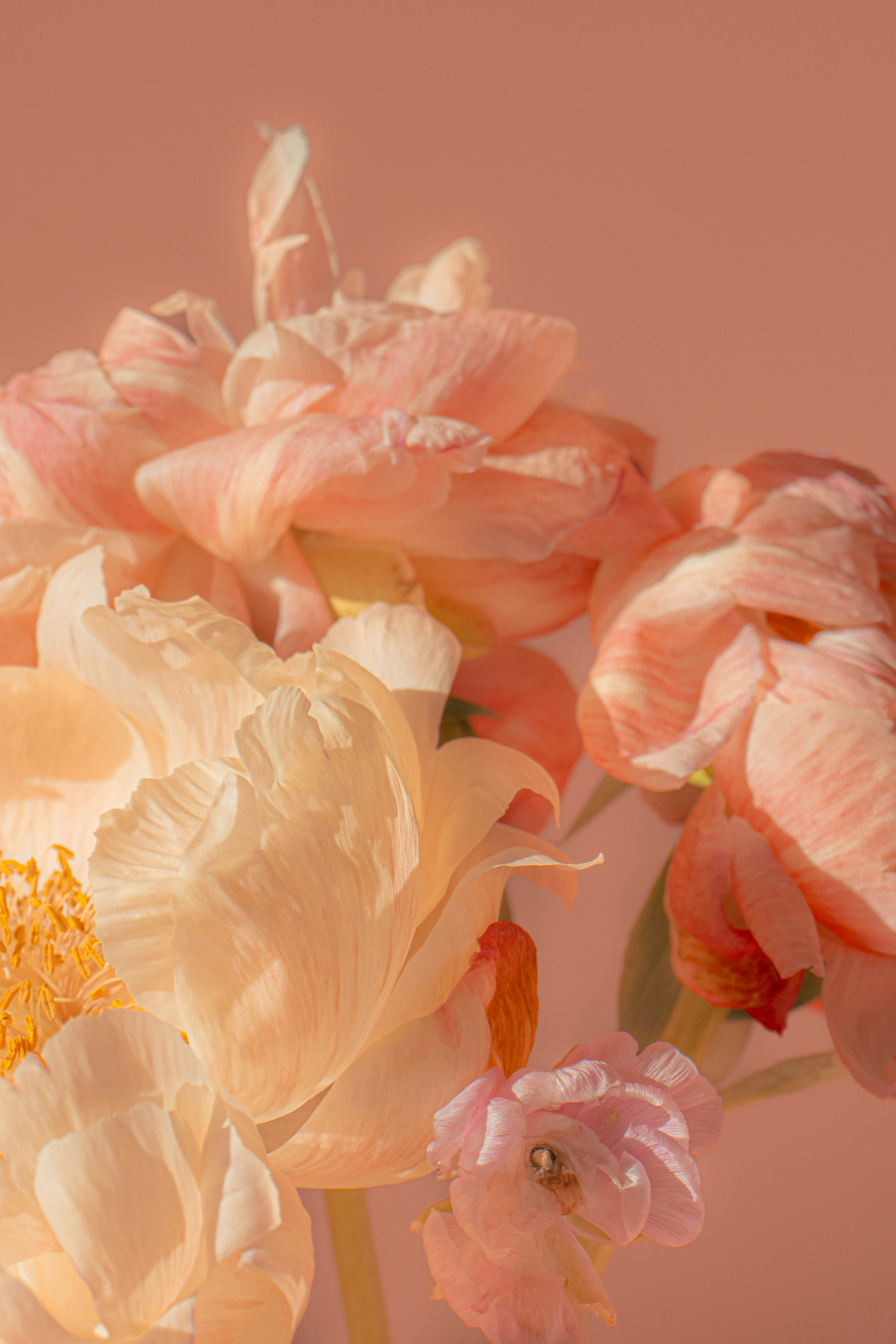Delicate pink flowers bloom against a peach background.