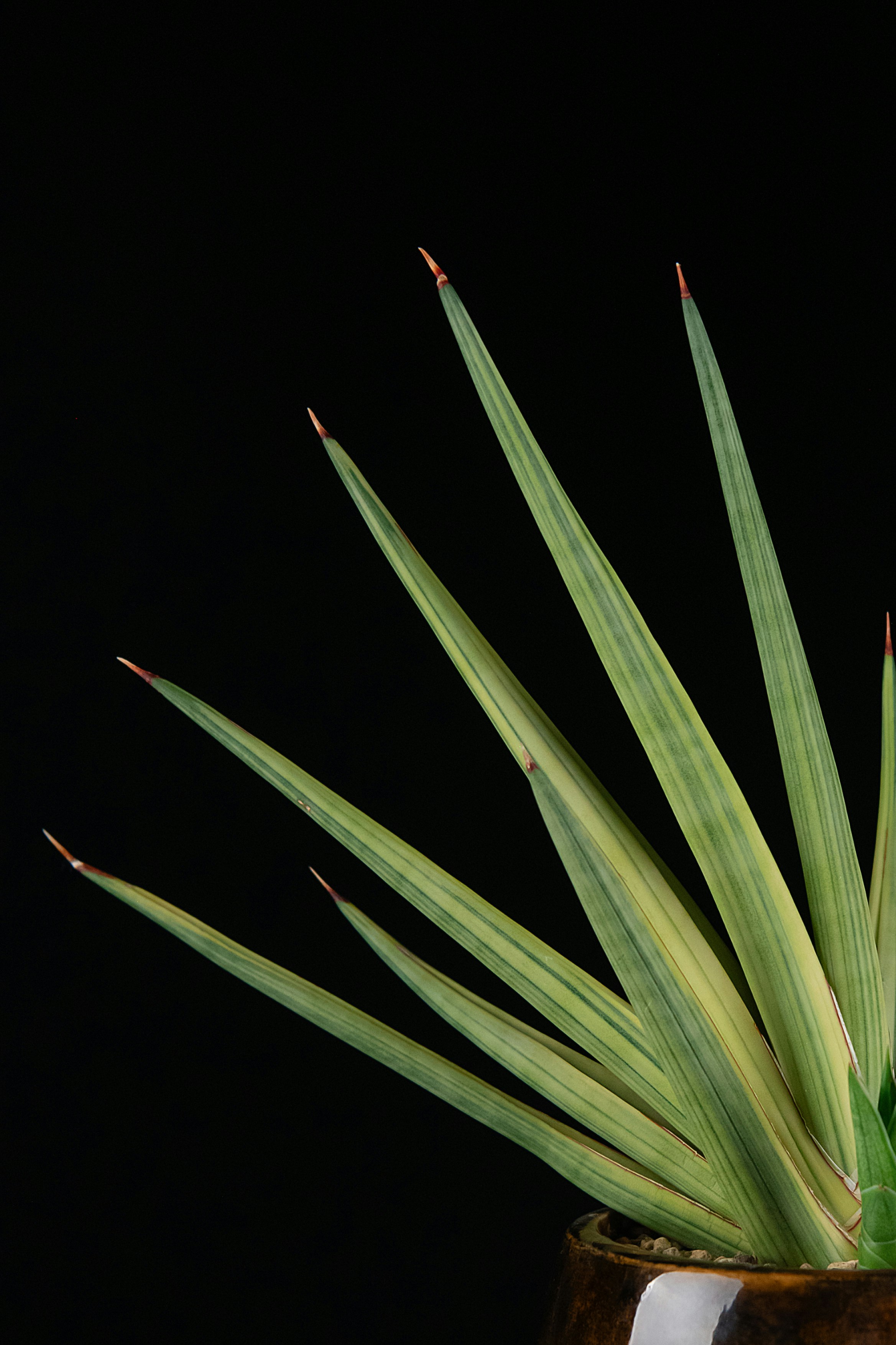 Planta de cobra com pontas vermelhas contra um fundo preto.