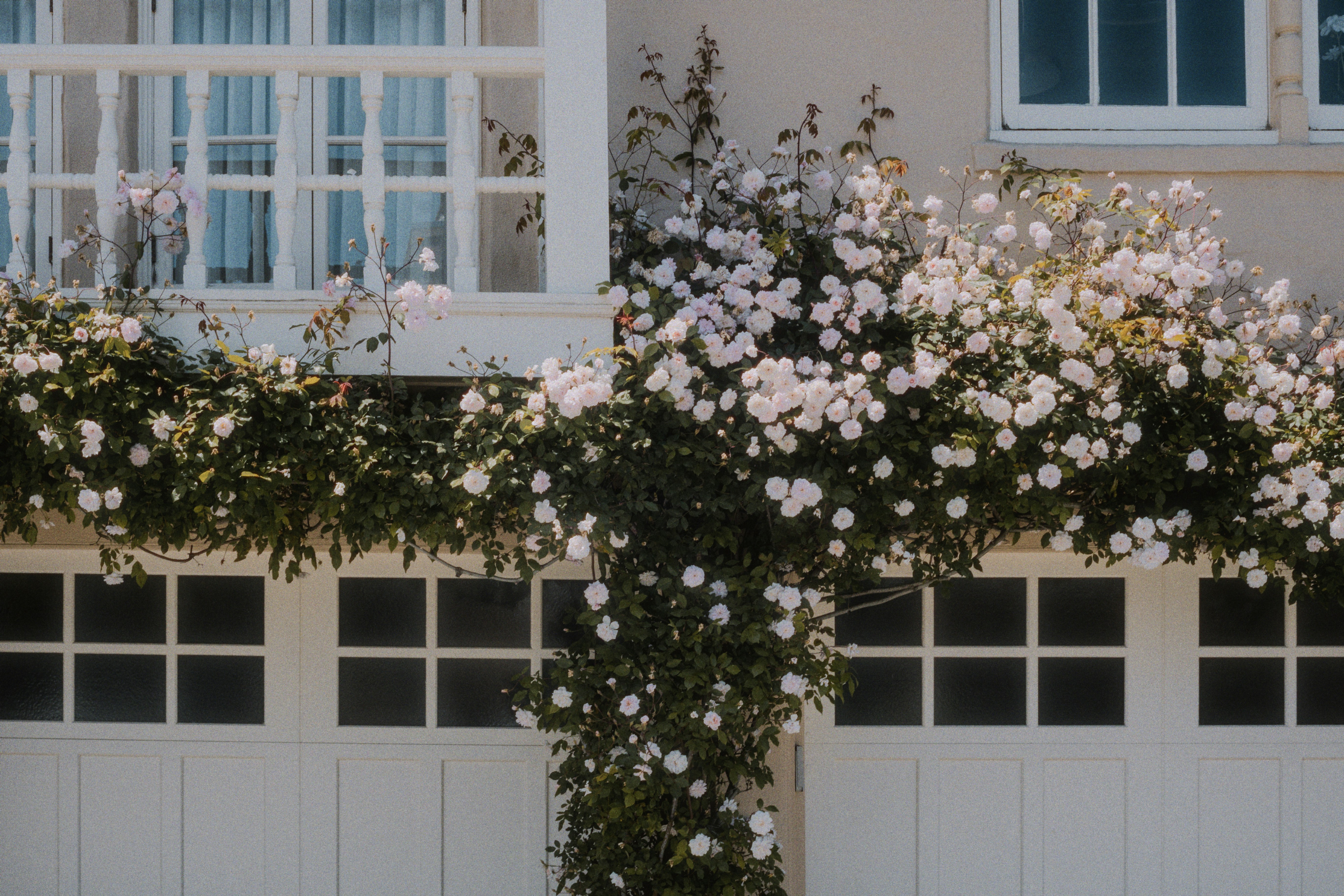 White roses climbing a house facade above garage doors
