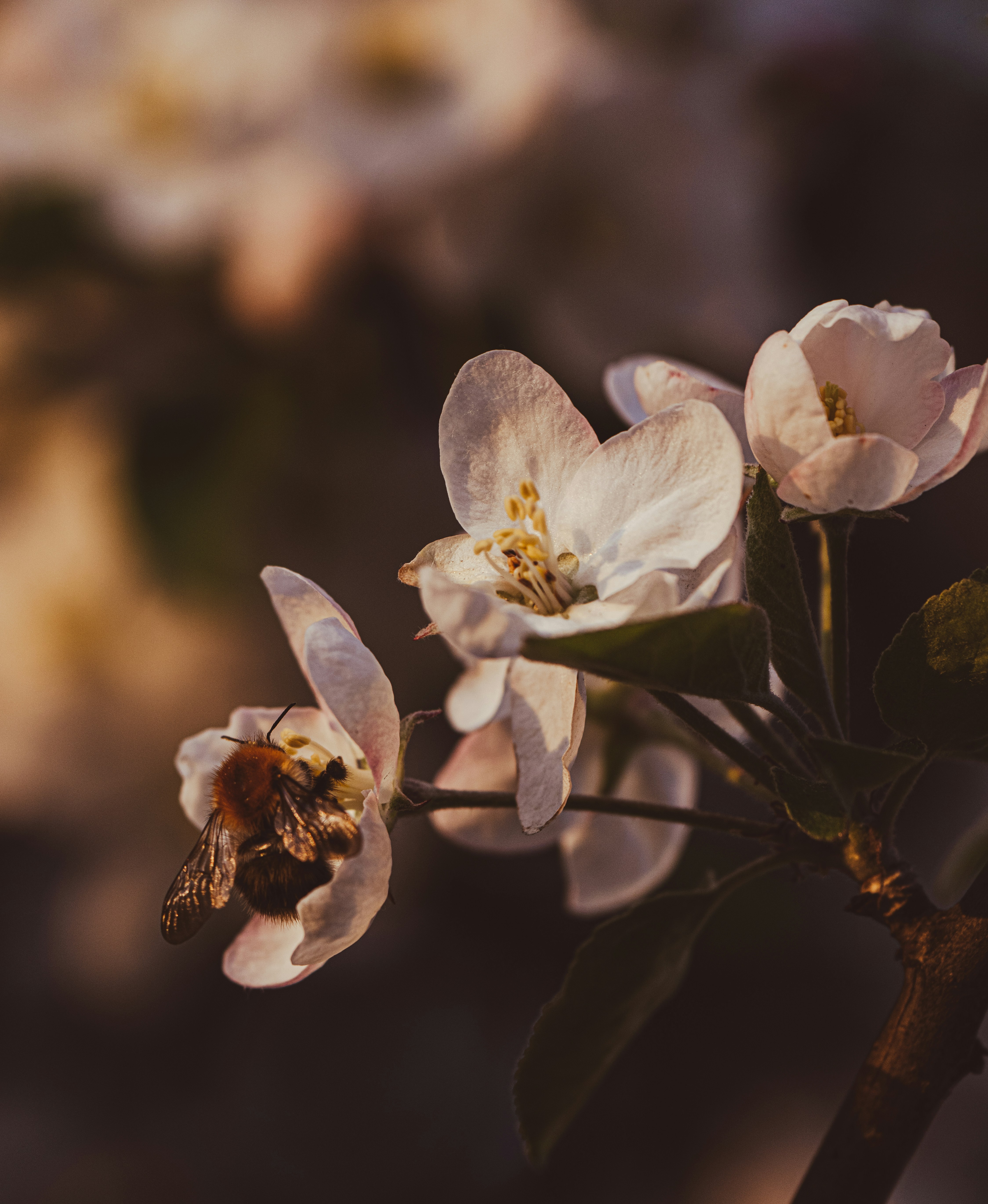 A bee pollinates a delicate white flower. photo – Free Flower Image on  Unsplash, image size:3000x3656