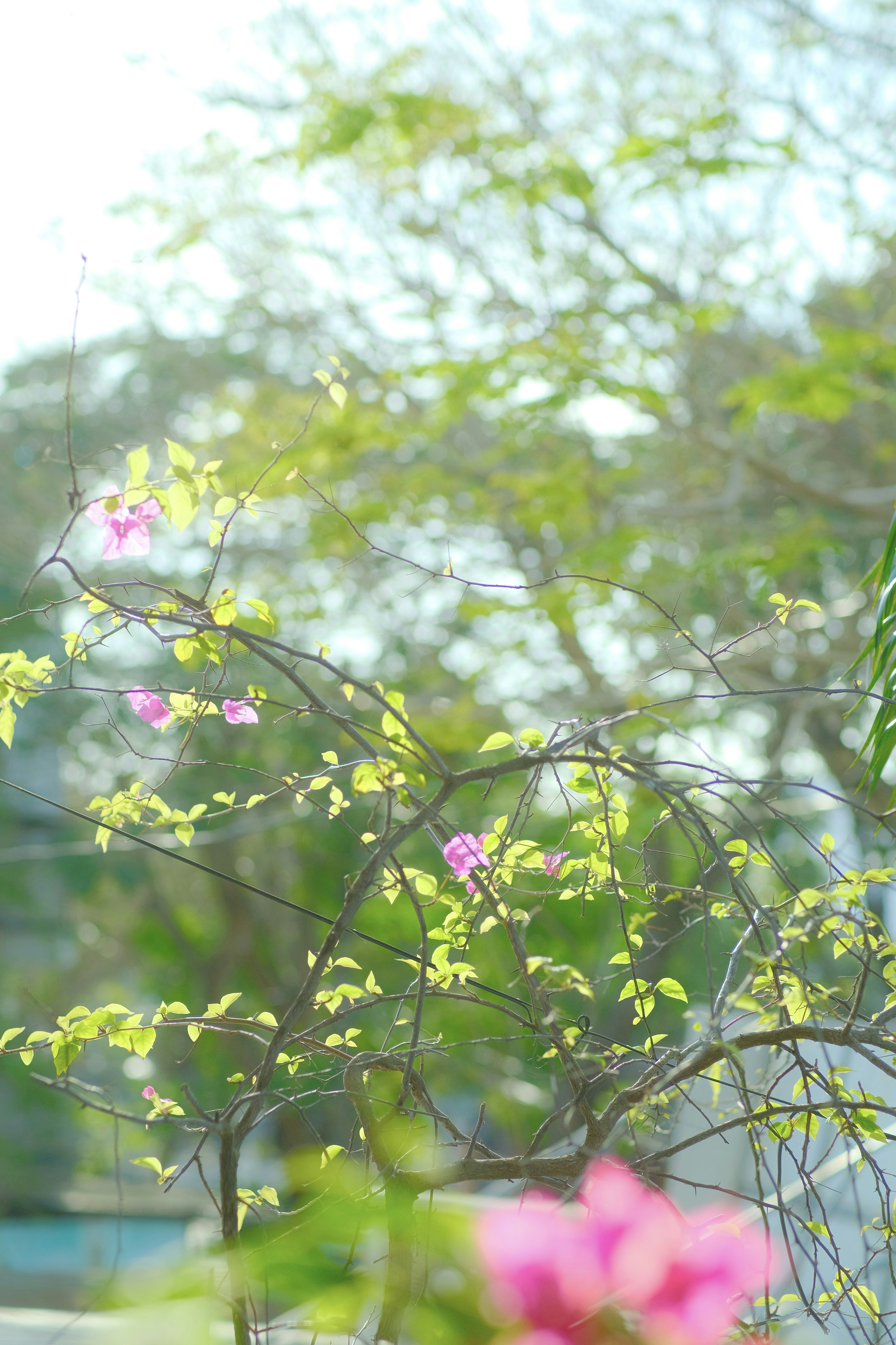 Photo by tutrananh109