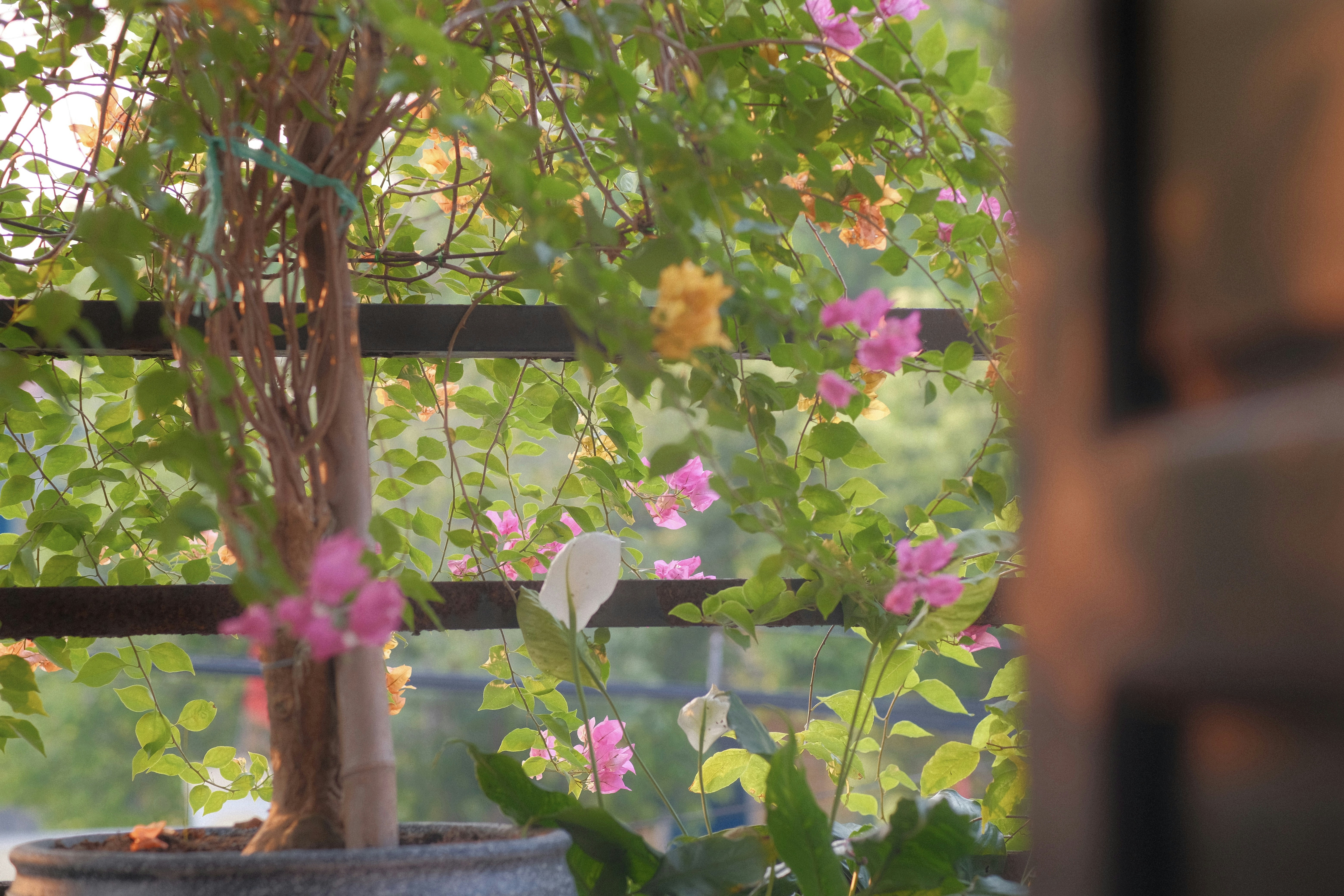 Photo by tutrananh109